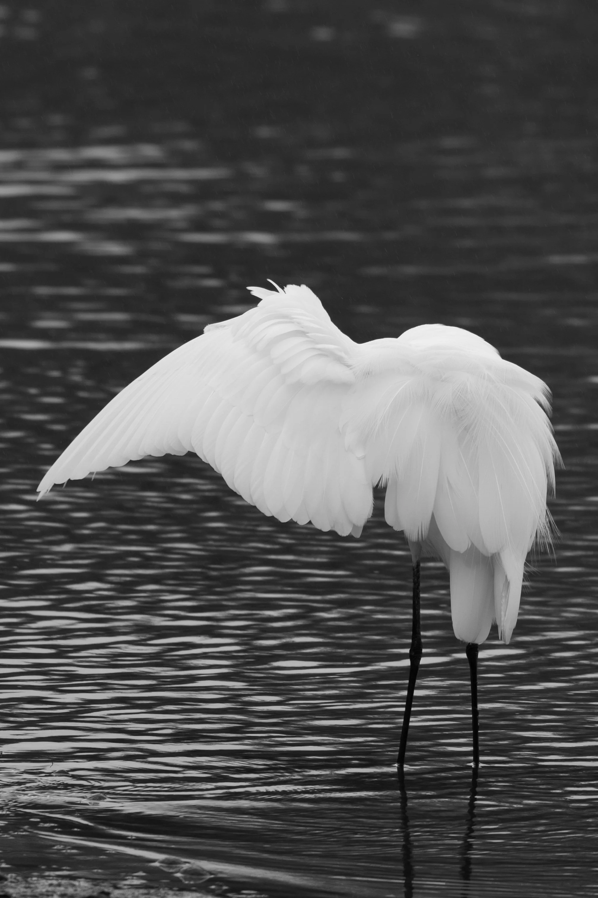 Spread Your Wings 🪽