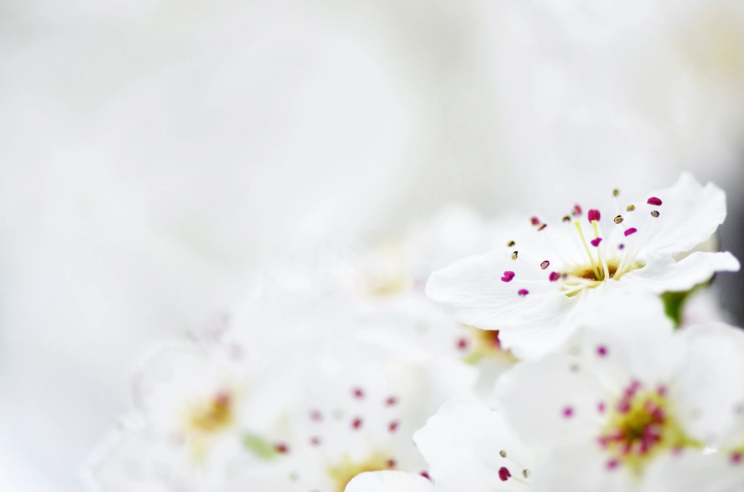 white sakura