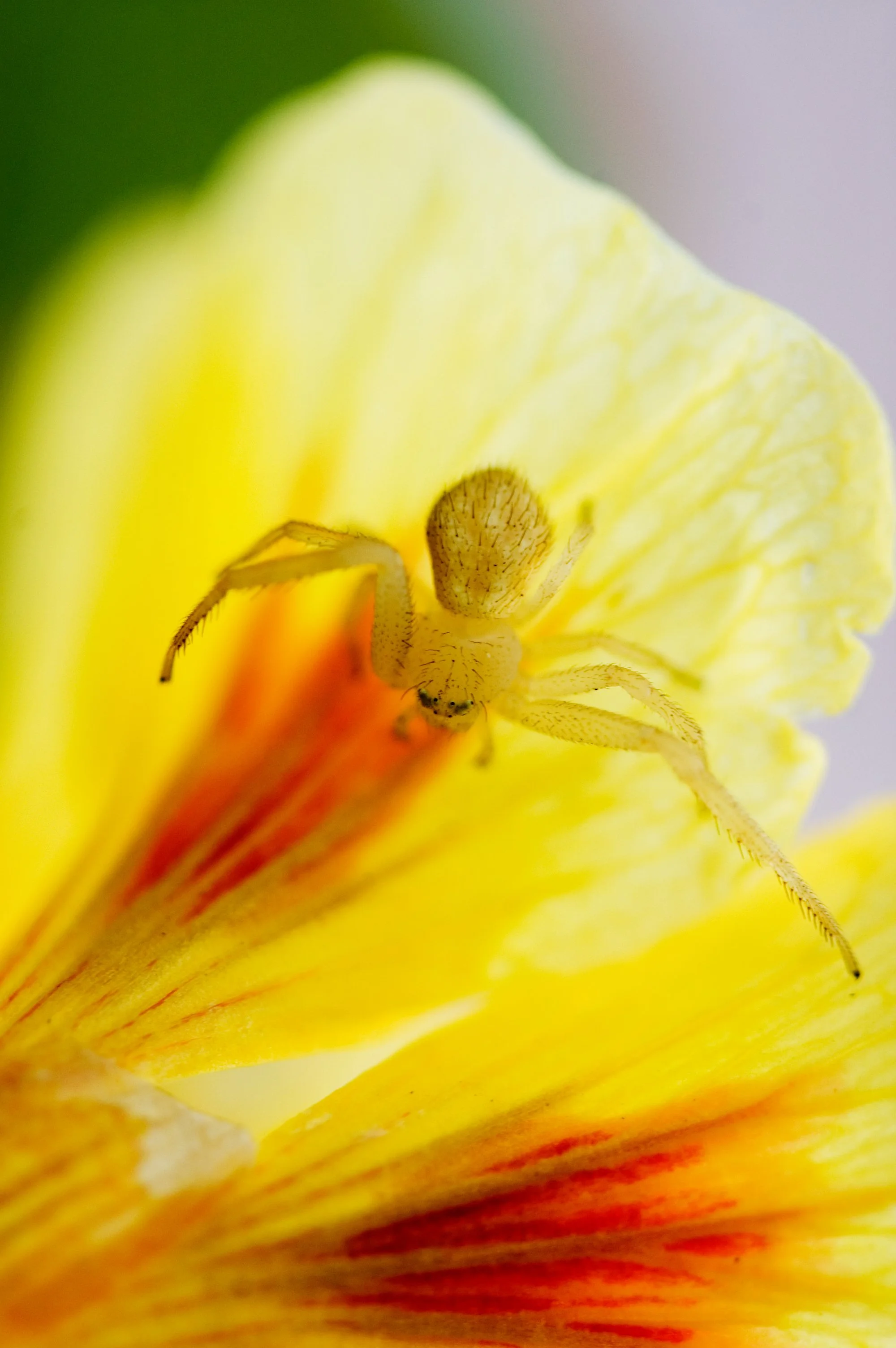 flower crab spider