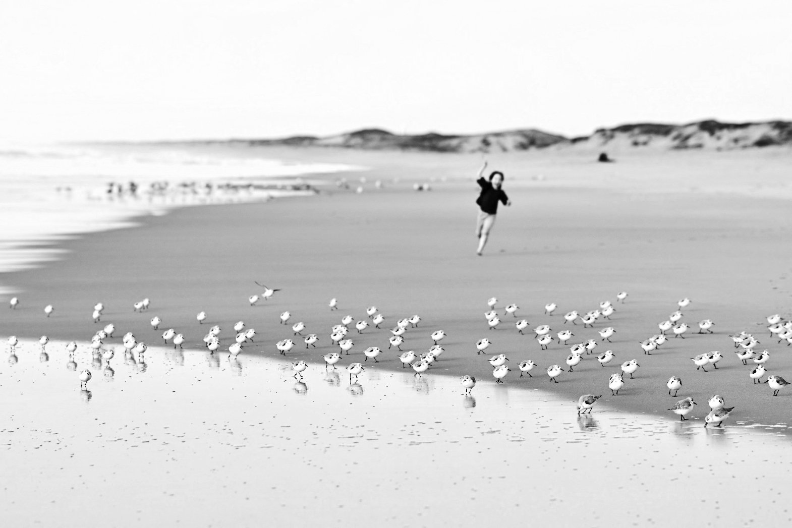 Chasing the birds