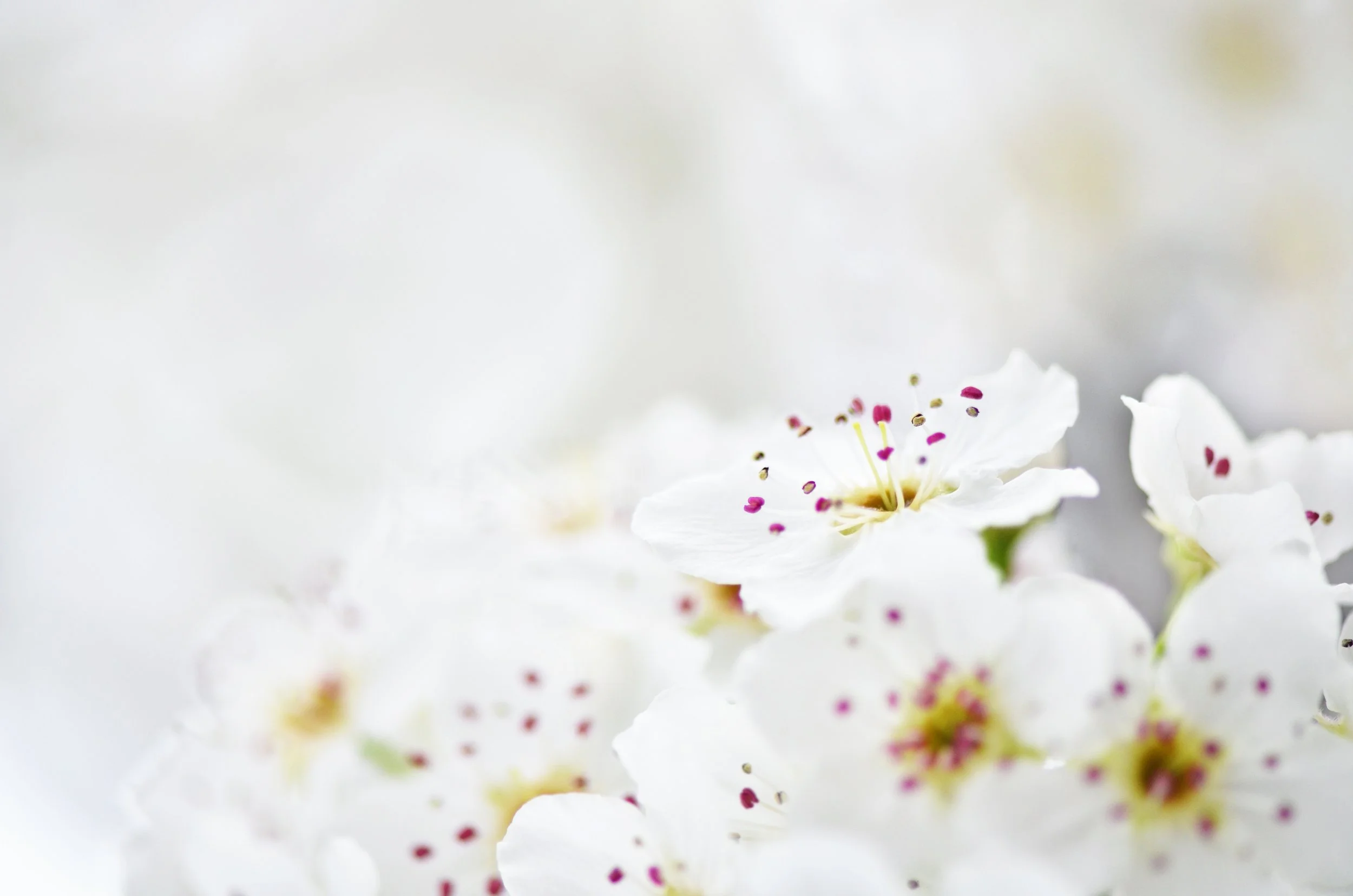Soft Sakura Moments