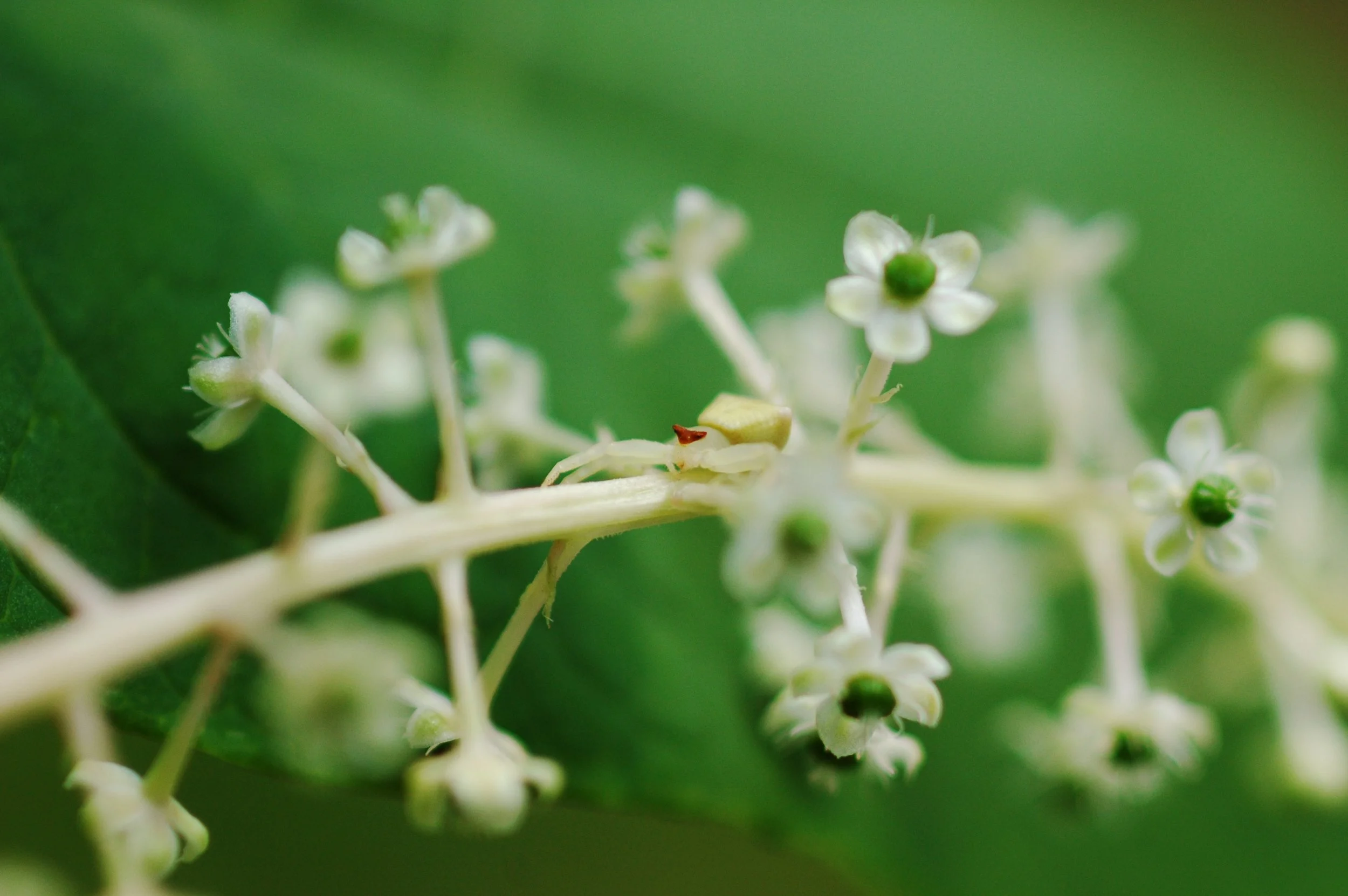 red triangle headed spider