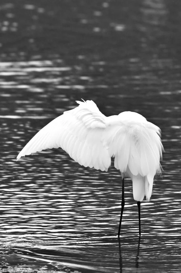 great egret