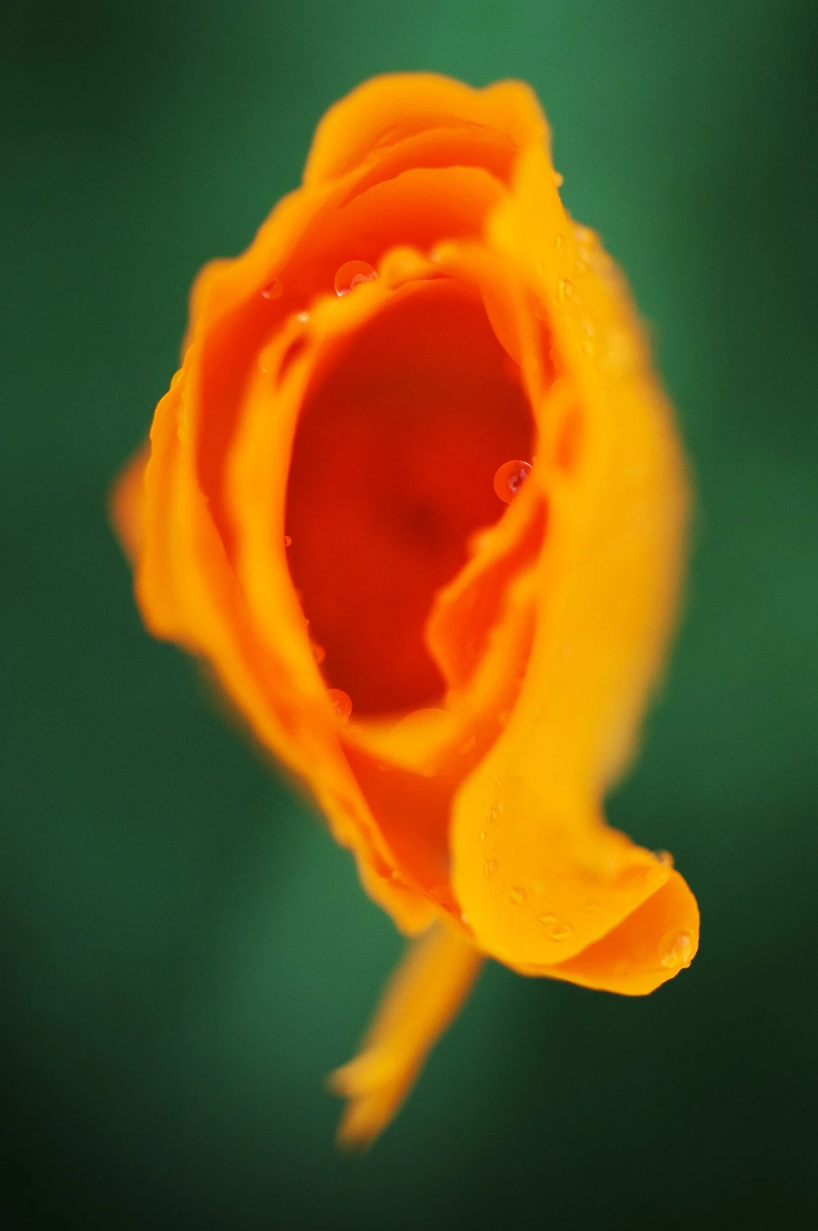 a poppy holds the rain