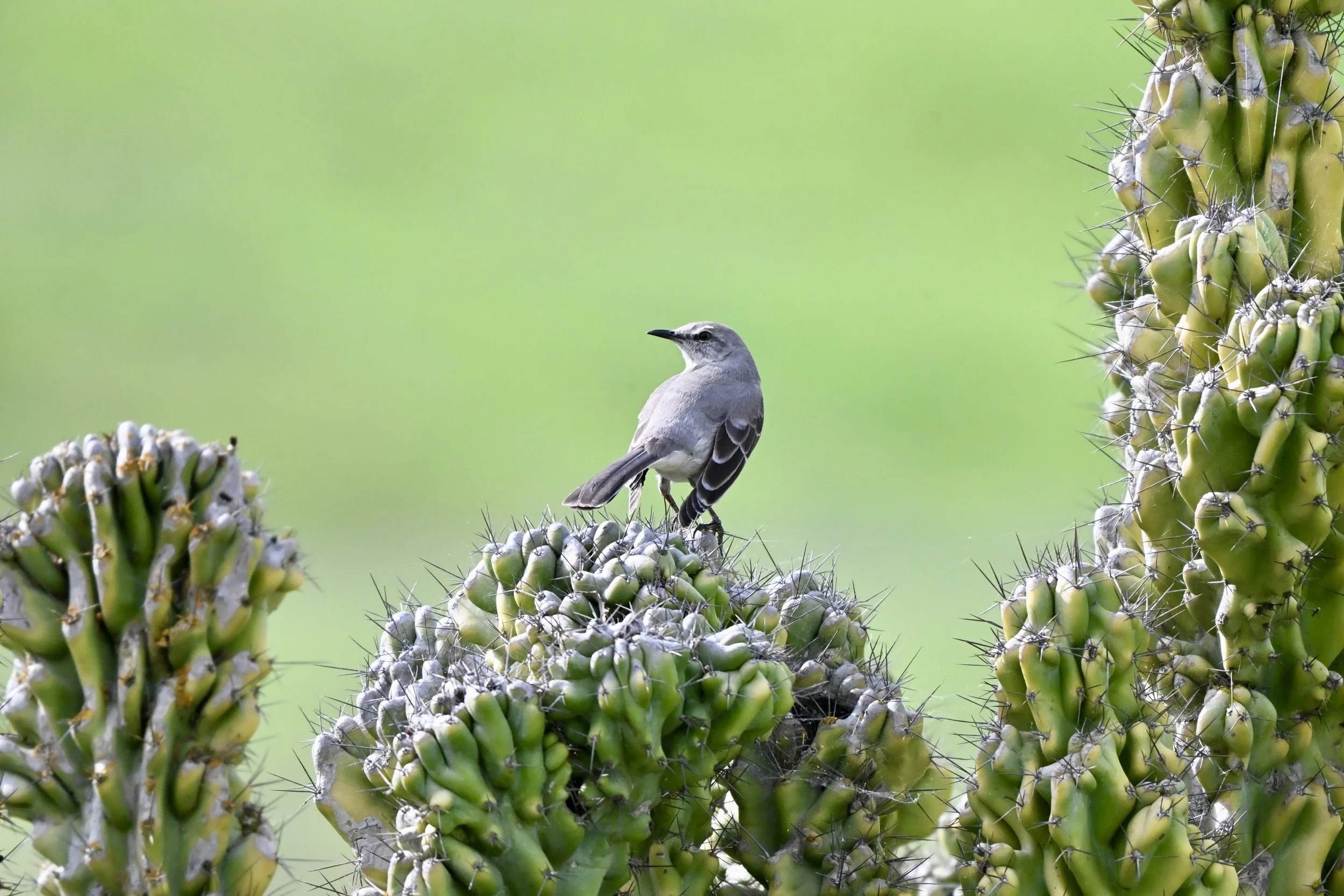 a prickly little perch