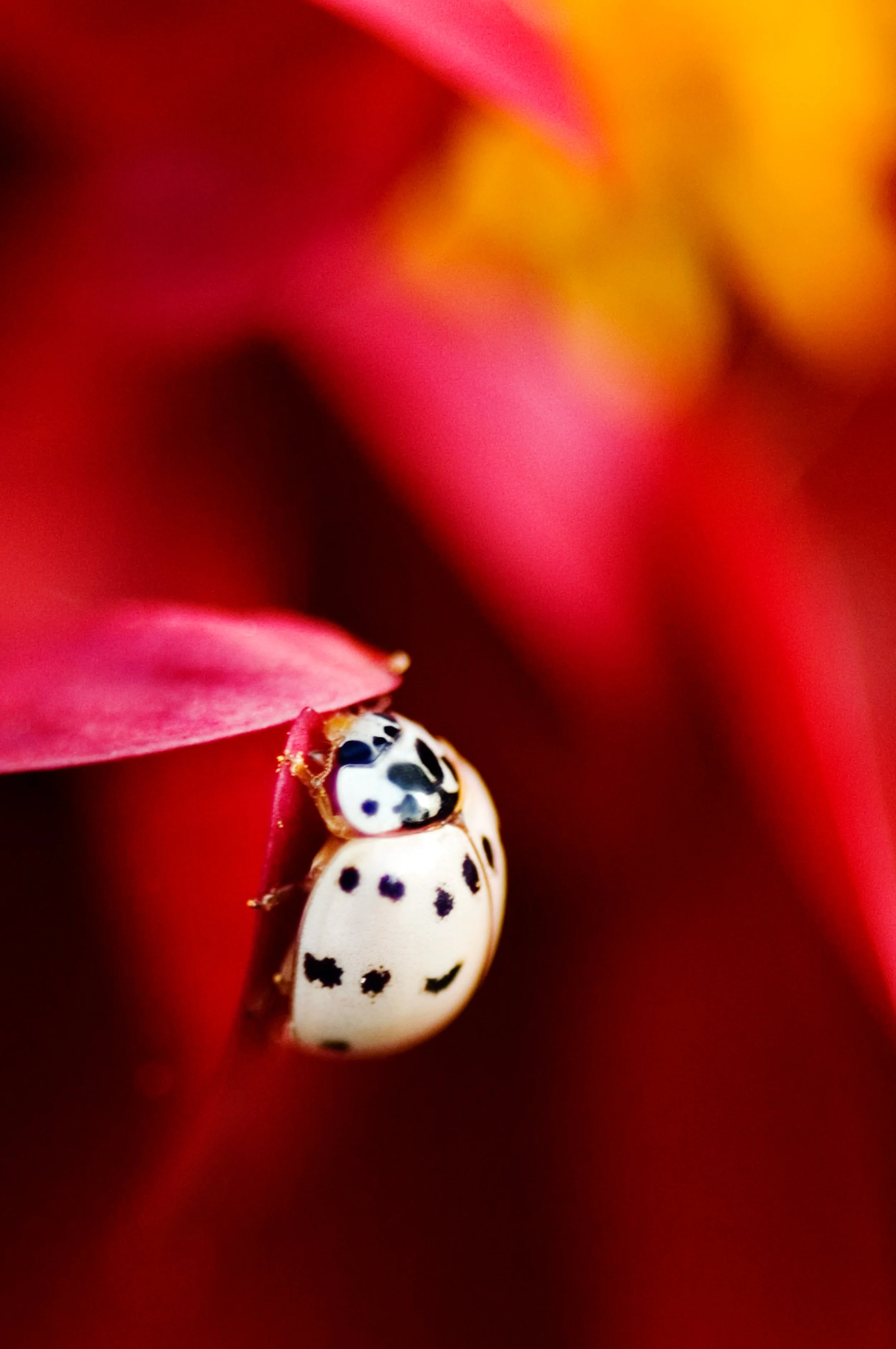 white ladybug