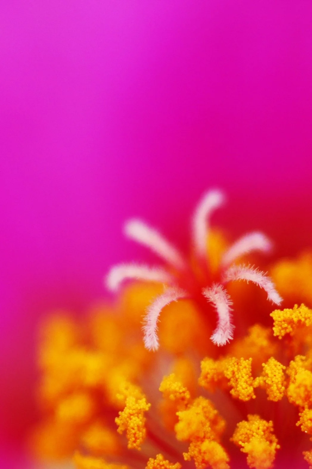 Pink flower