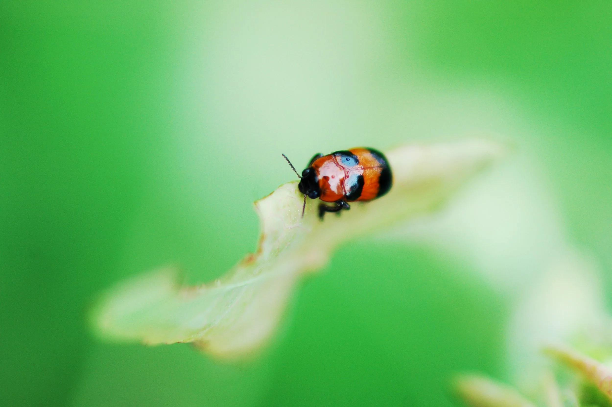 A Little Beetle with Big Style