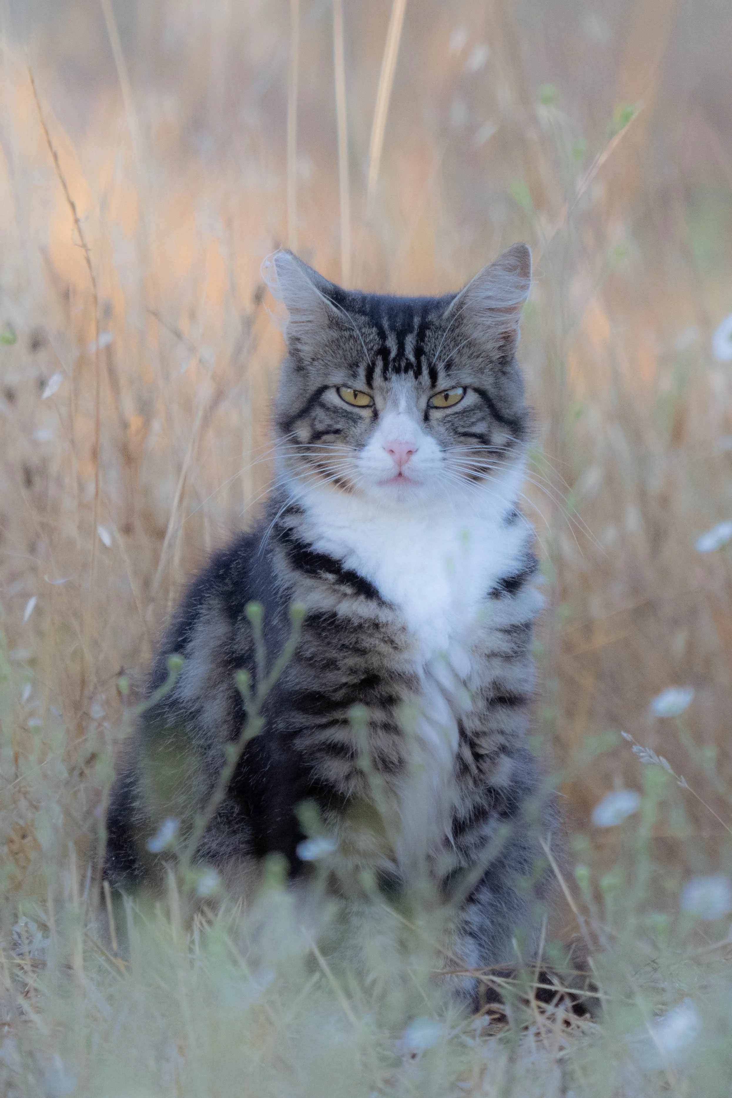 Little Field Explorer