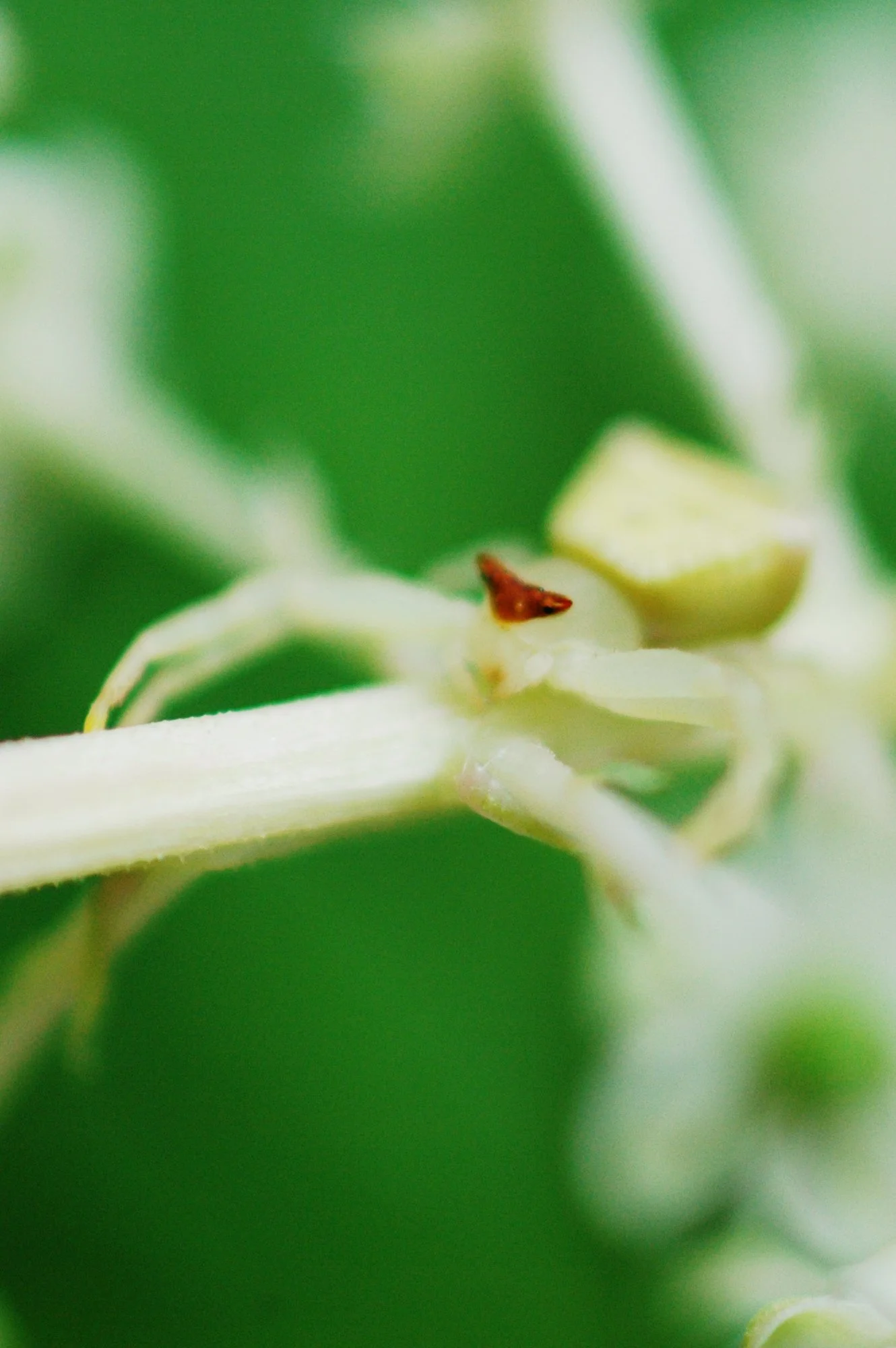 red triangle headed spider