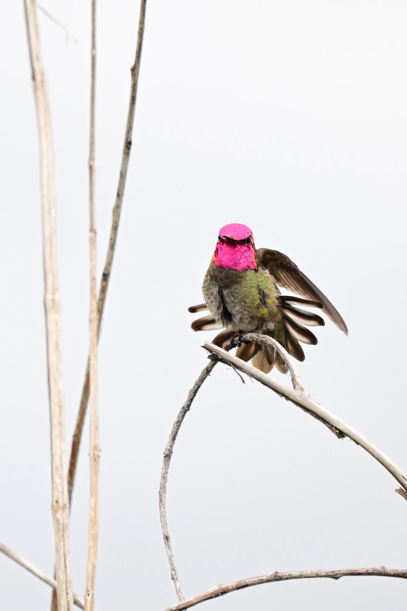 hummingbird