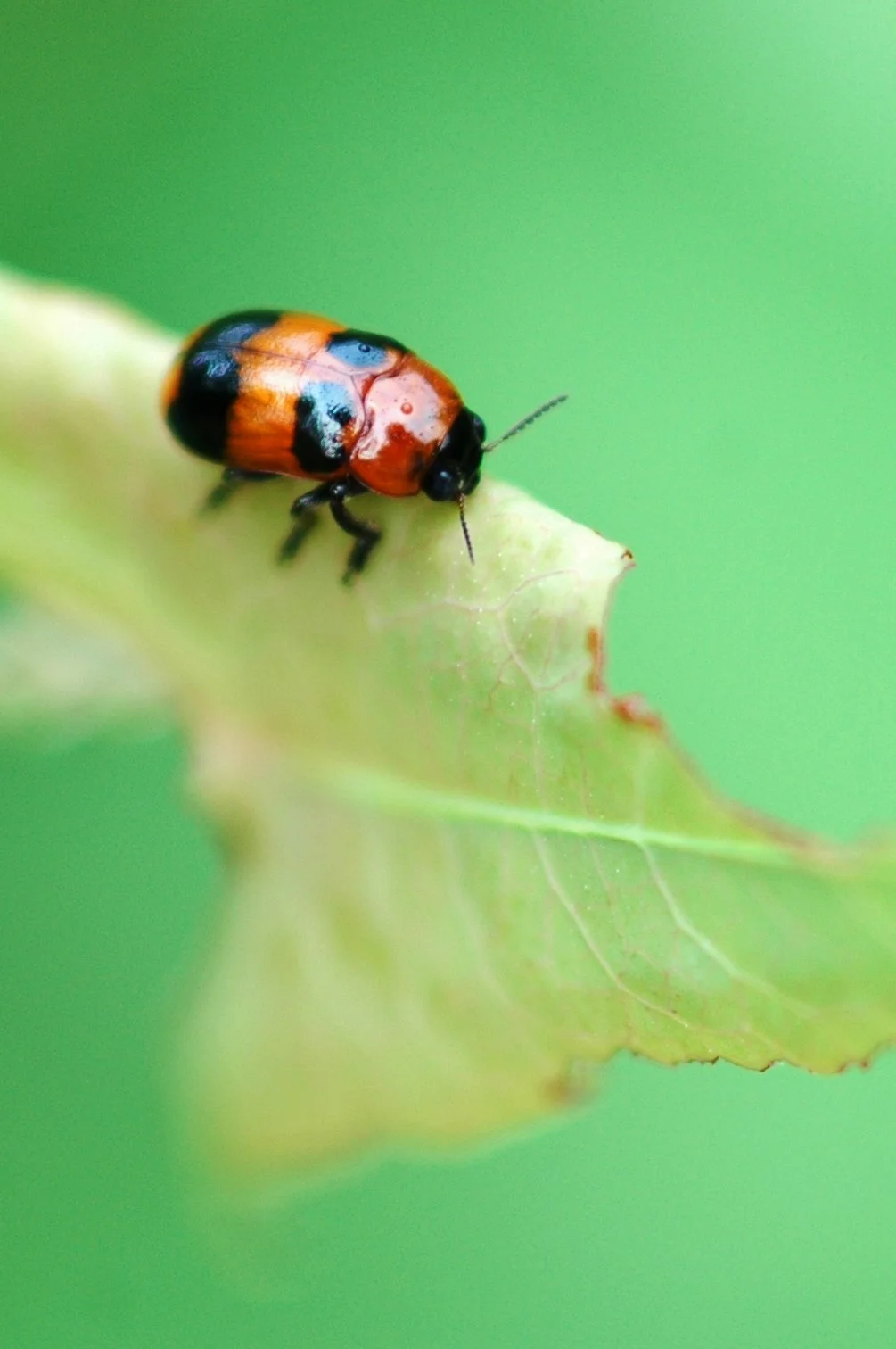 red beetle