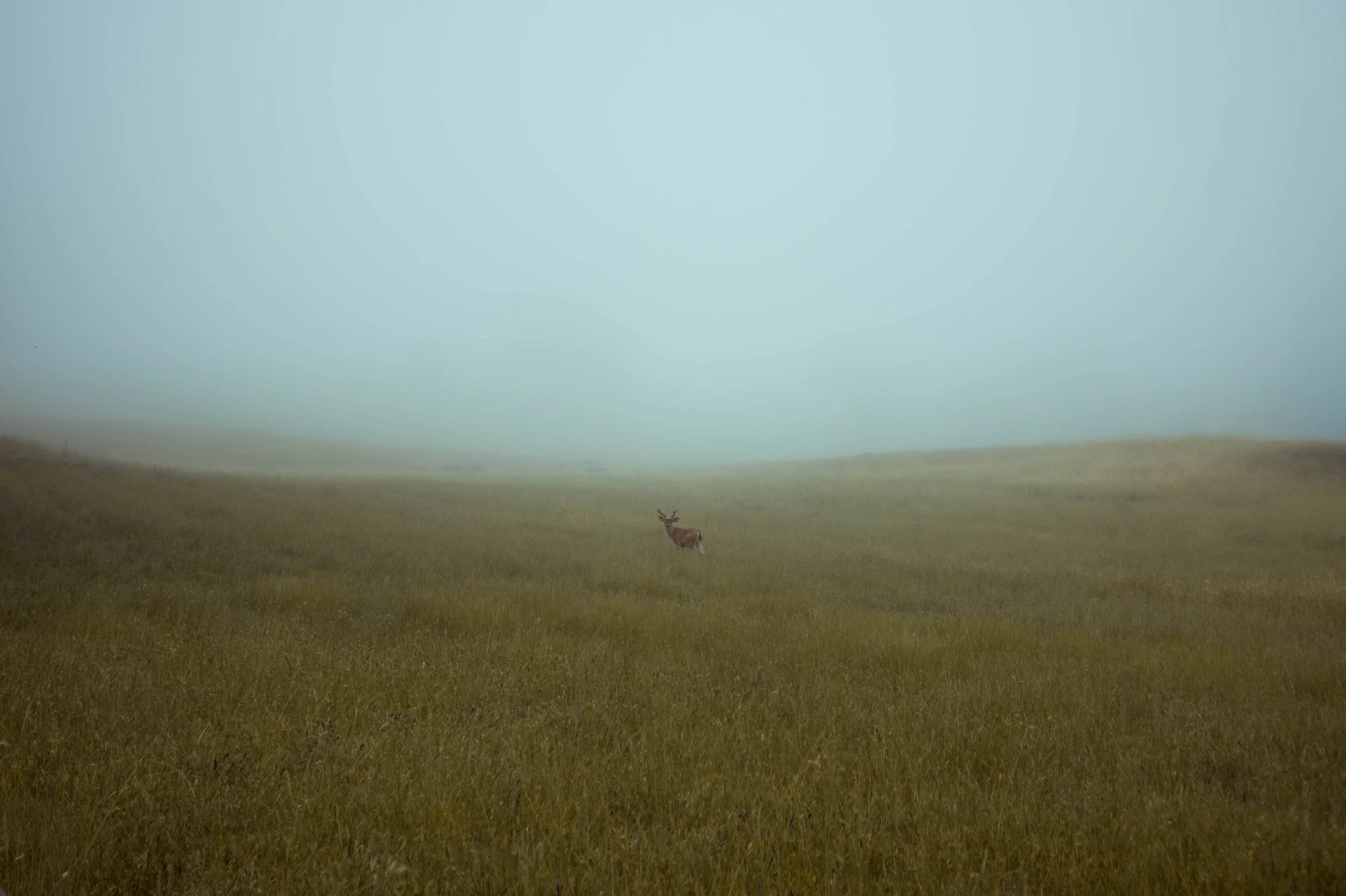 deer in field