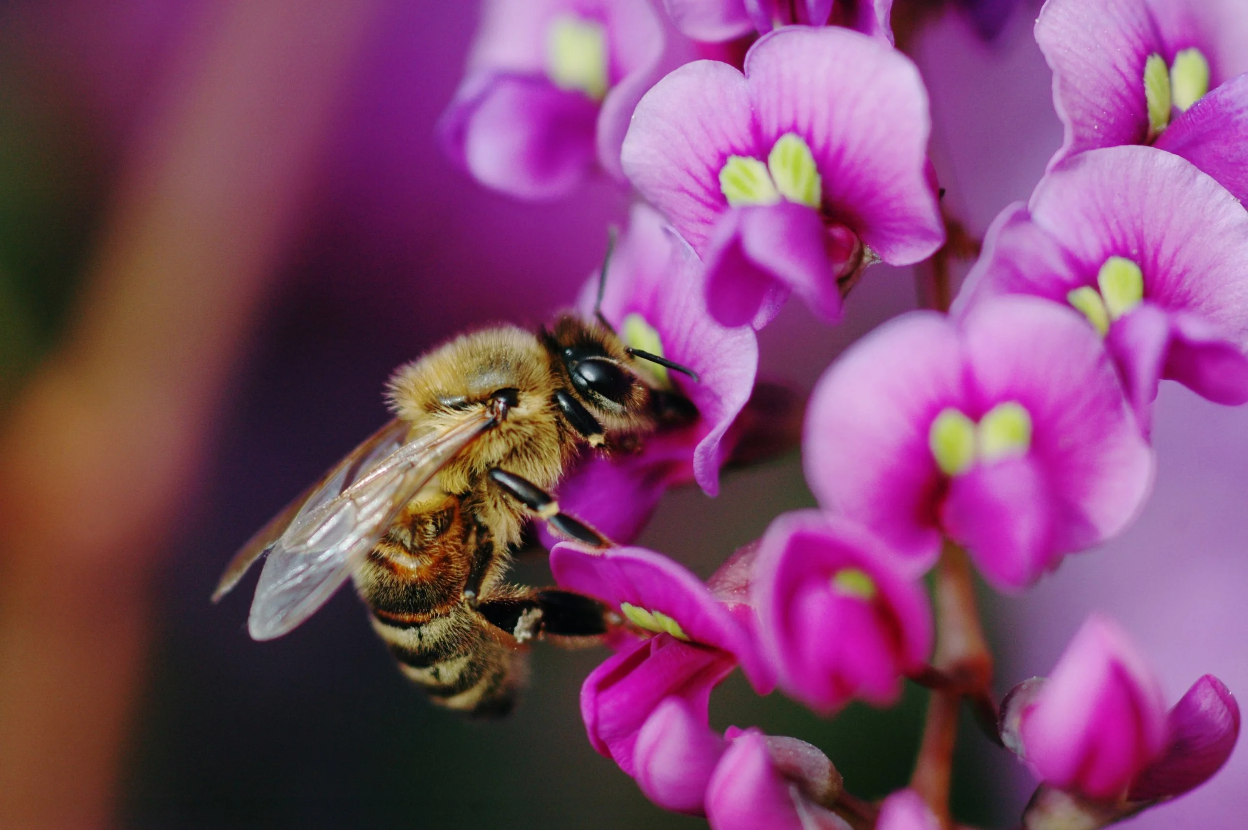 bee