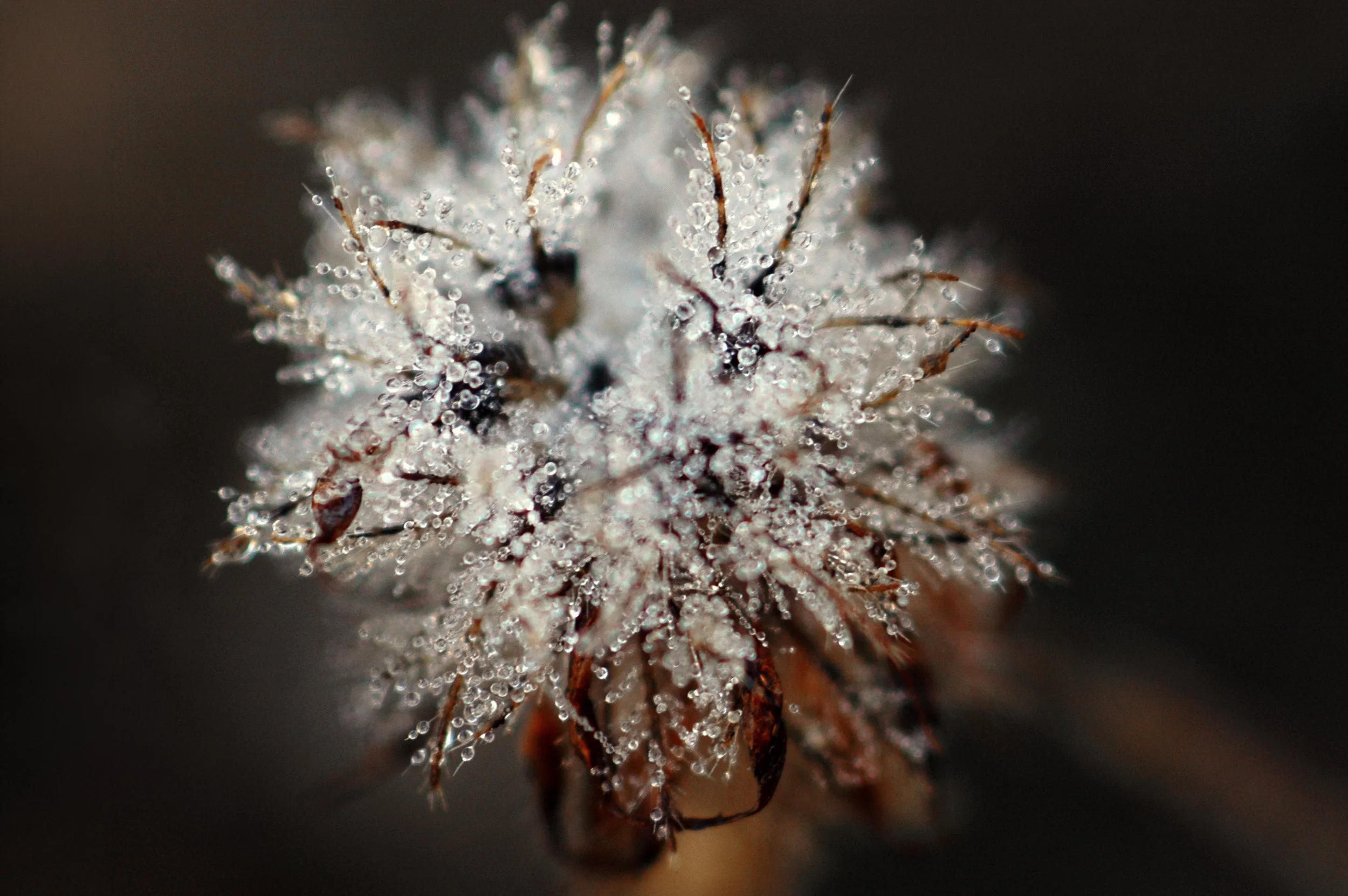 dewy morning