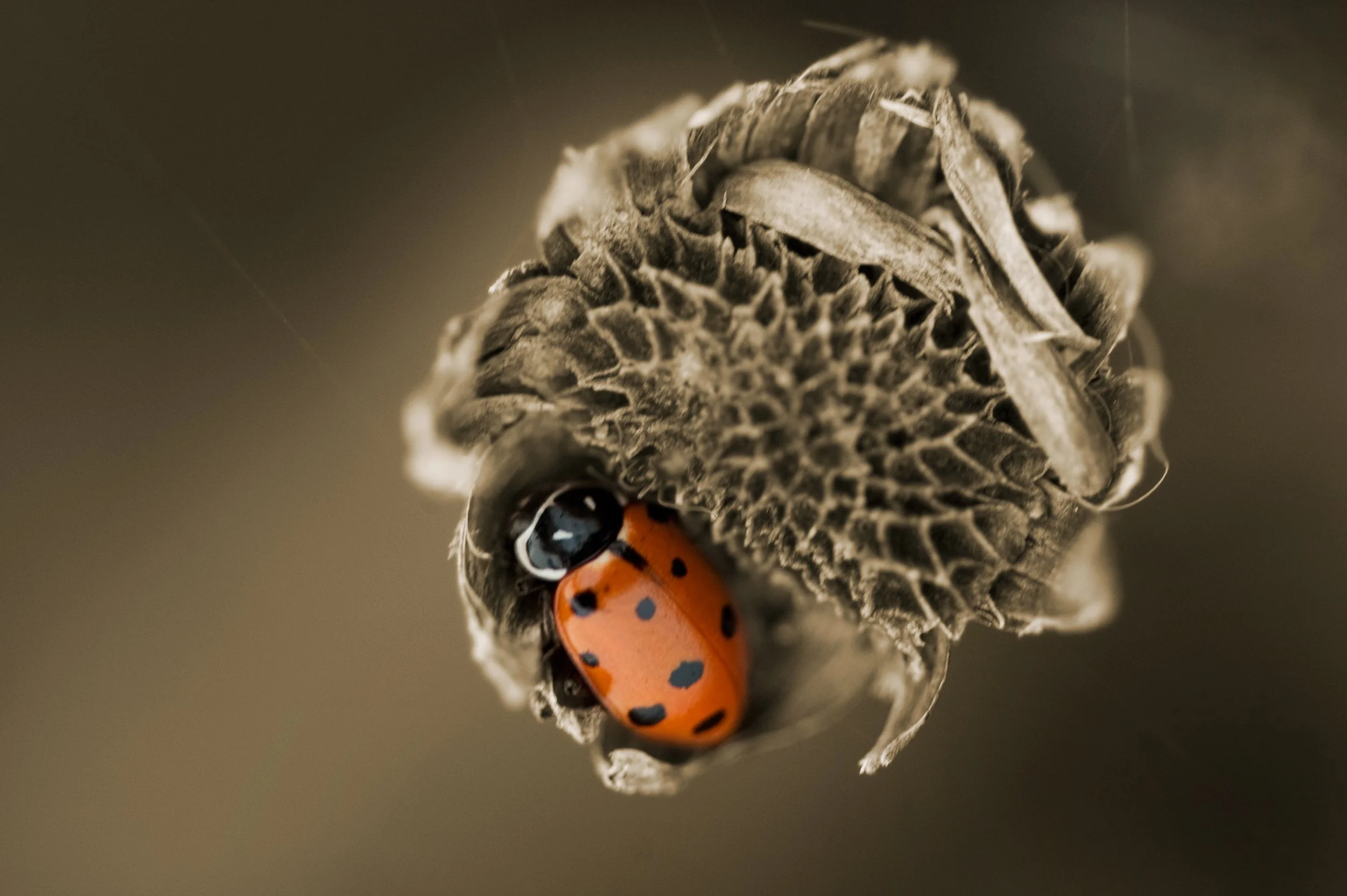 Ladybug Lounge