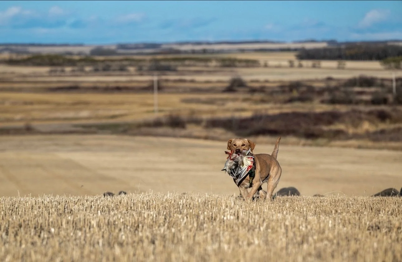 A dog carrying a duck in its mouth runs across a vast open field with a rural landscape and rolling hills in the background.