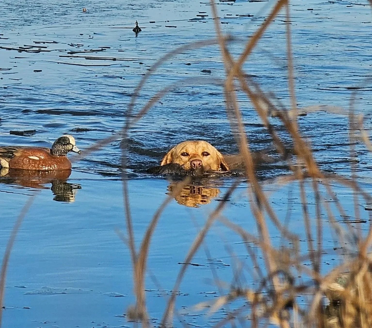 A dog swimming in a body of water with a duck nearby, and dried reeds in the foreground.