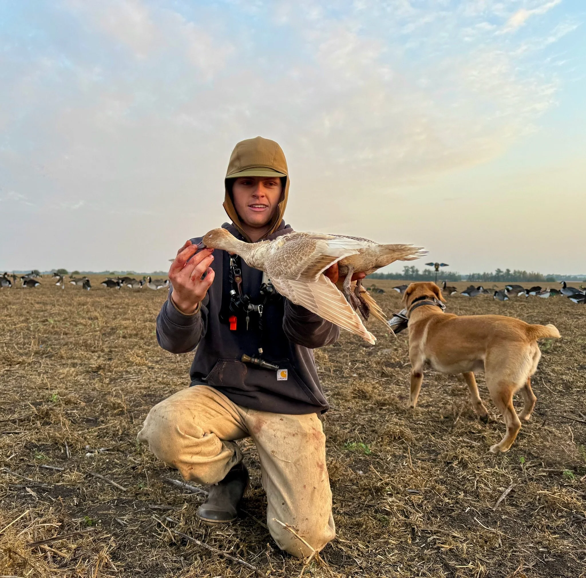 A young man wearing a brown hooded jacket and beige pants is kneeling on the ground, holding a goose with outstretched wings. A brown dog stands nearby, facing the goose. In the background, there are many more geese scattered across a large, open, an