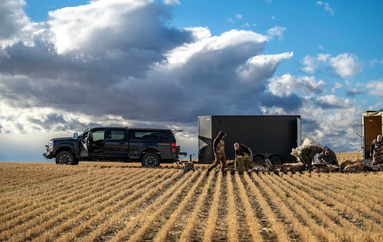 Field workers harvesting crops in a field under a cloudy sky, with a black pickup truck and trailers nearby.