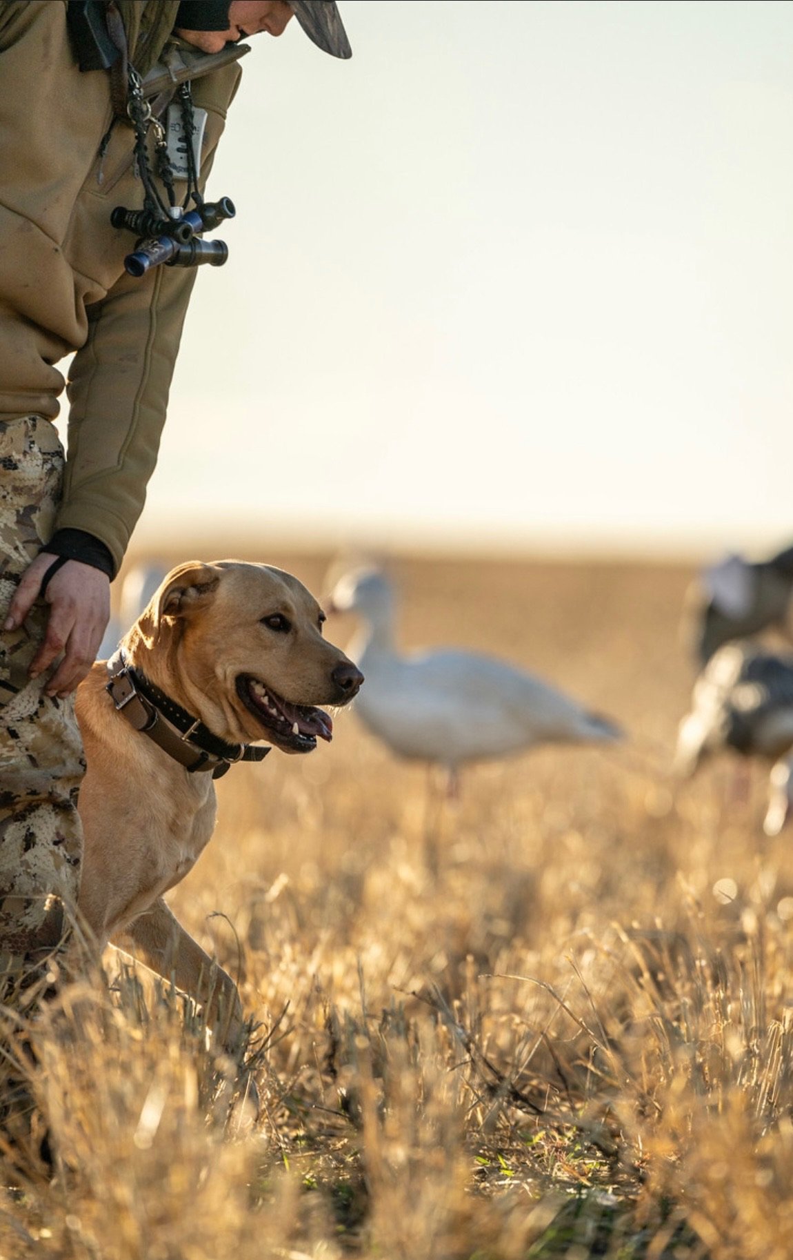 A man in hunting gear with binoculars around his neck standing in a field with a yellow Labrador retriever, surrounded by ducks.