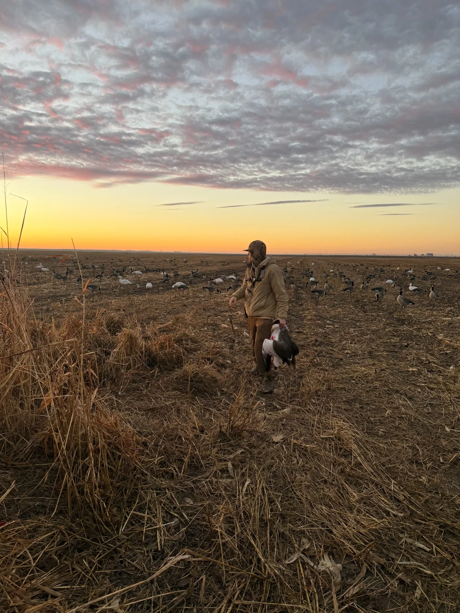 Person in camouflage hat and beige jacket walking through a field at sunrise or sunset, carrying a duck, with a flock of ducks scattered across the dry, brown field, under a partly cloudy sky with pink and orange hues.