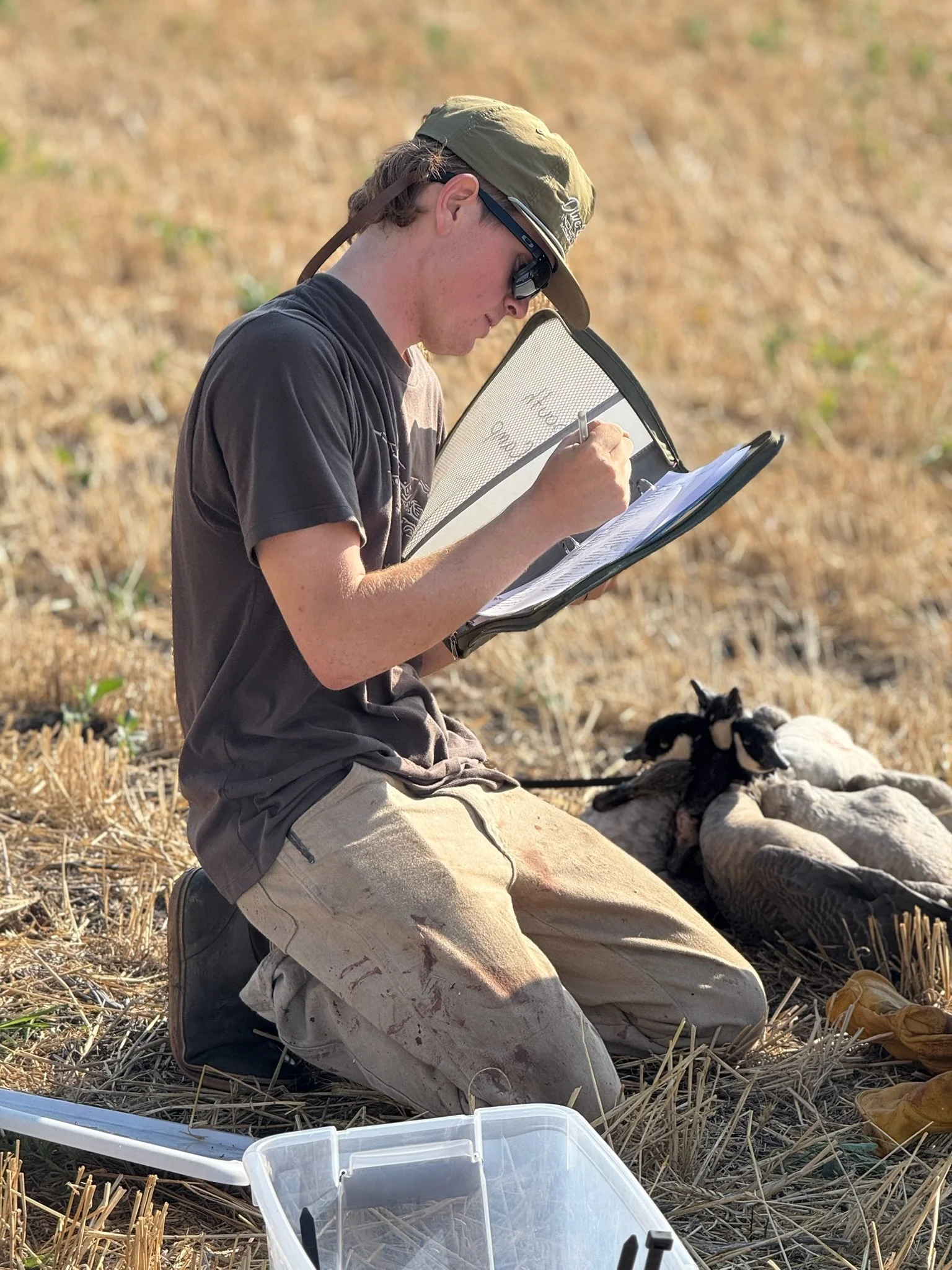 A person kneeling in a field, wearing a khaki hat and sunglasses, taking notes in a notebook, with sheep lying on the ground nearby.