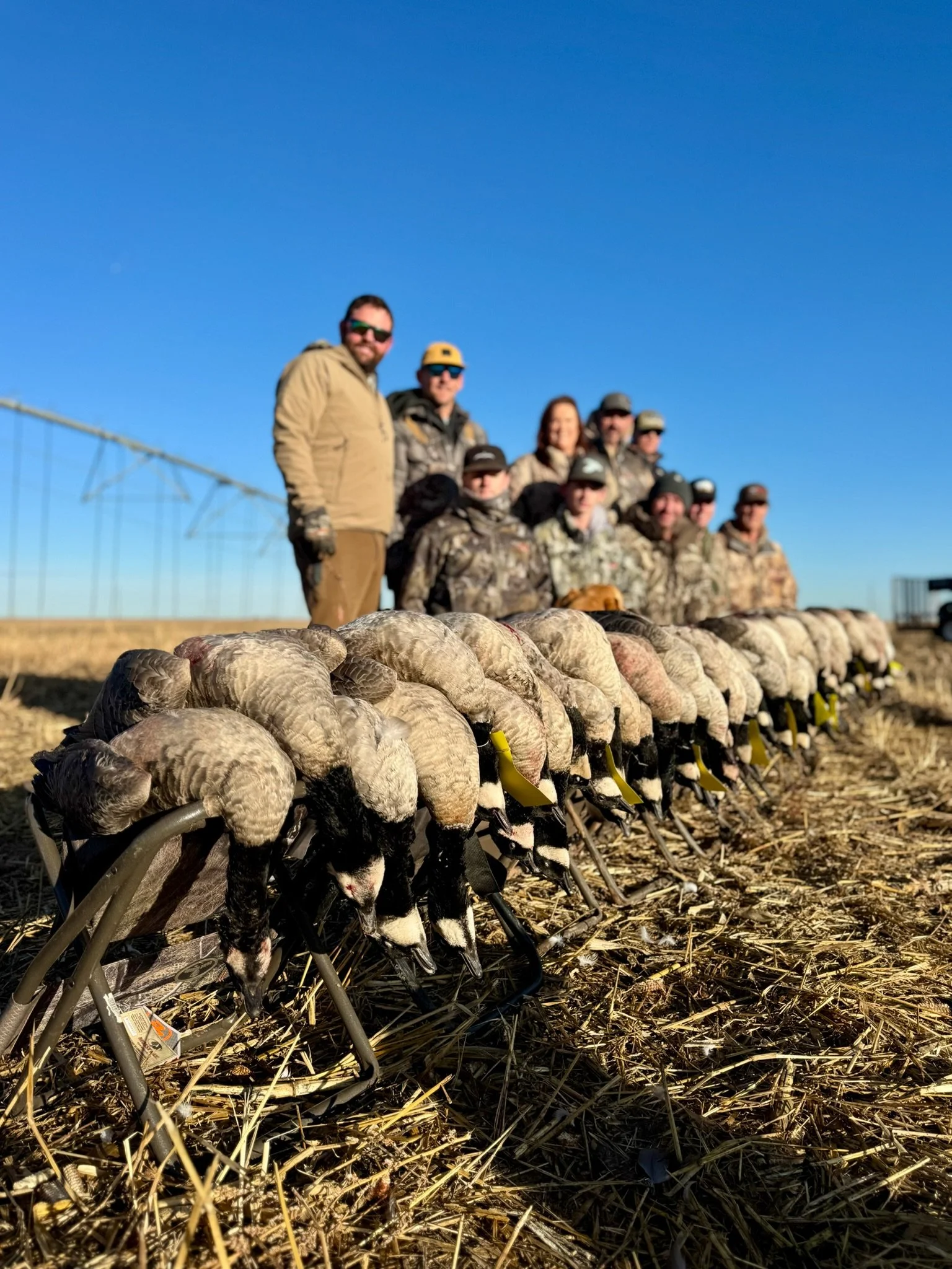 Group of hunters in camouflage clothing standing and crouching on a field, with a line of dead geese laid out on the ground in front of them, under clear blue sky.