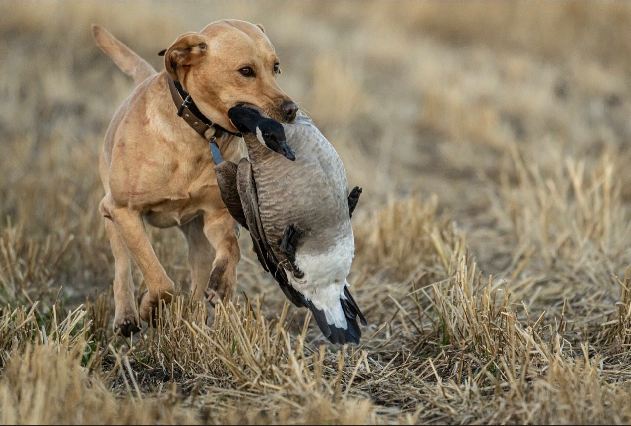 A dog, possibly a retriever, holding a duck in its mouth in a field with dry grass.