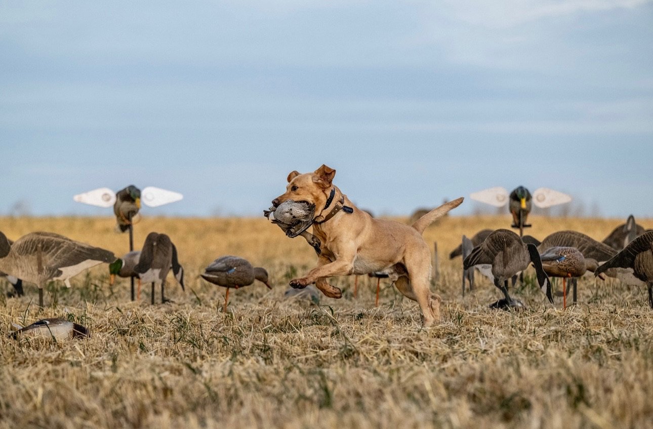 A dog running through a field with a bird in its mouth, surrounded by decoys that resemble ducks, with a cloudy sky in the background.
