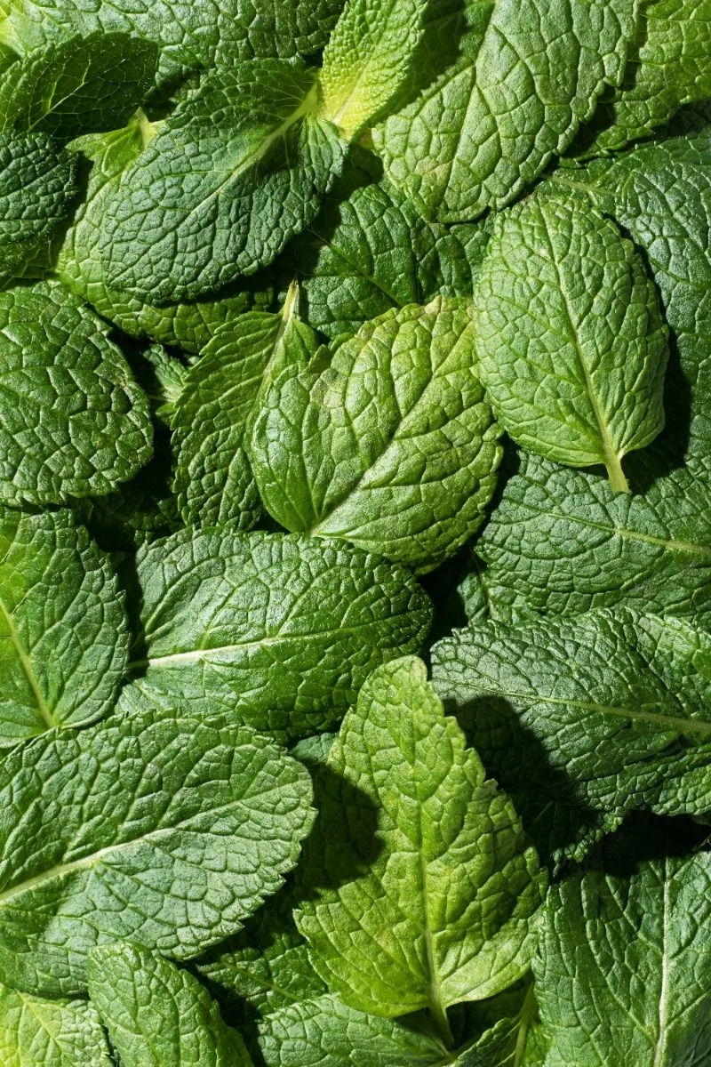 spearmint.webp