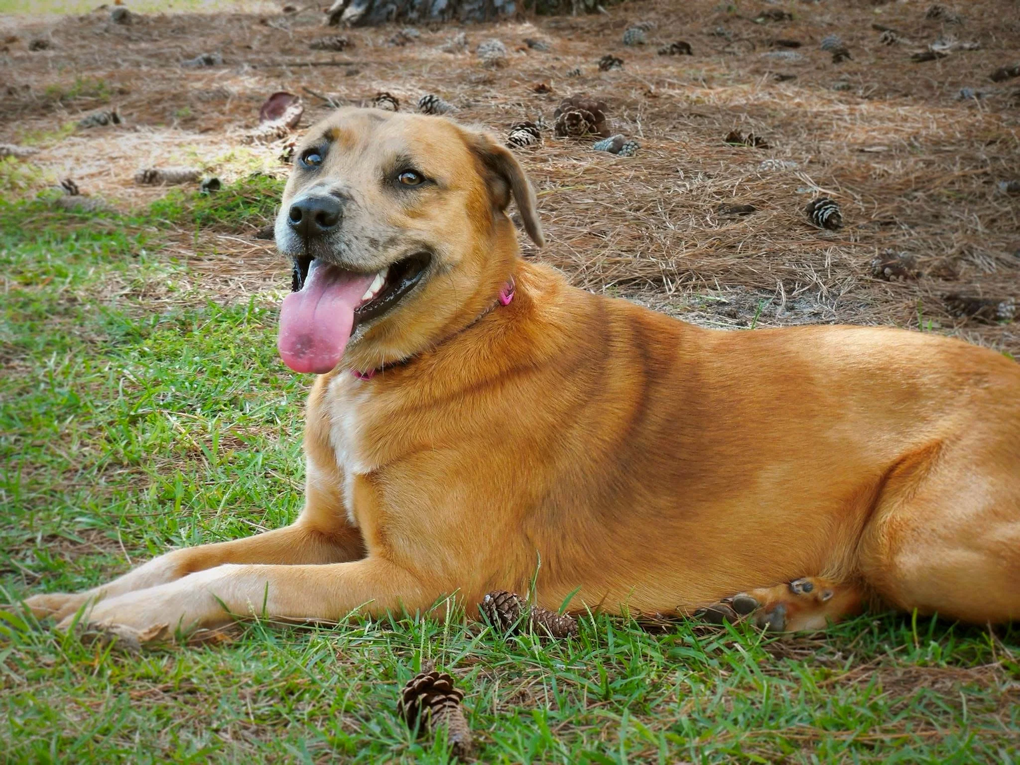 A happy, tan-colored dog with a pink collar is lying on grass next to a wooded area with pinecones on the ground.