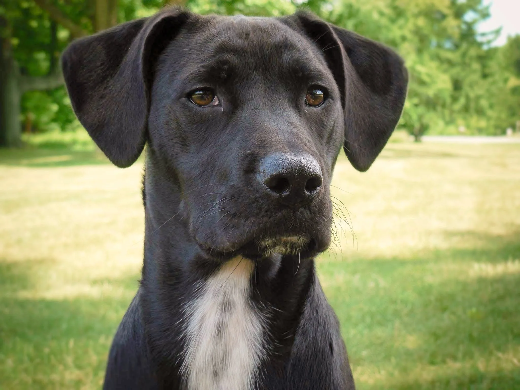 Close-up of a black dog with floppy ears and a white patch on its chest, outdoors in a grassy area with trees in the background.