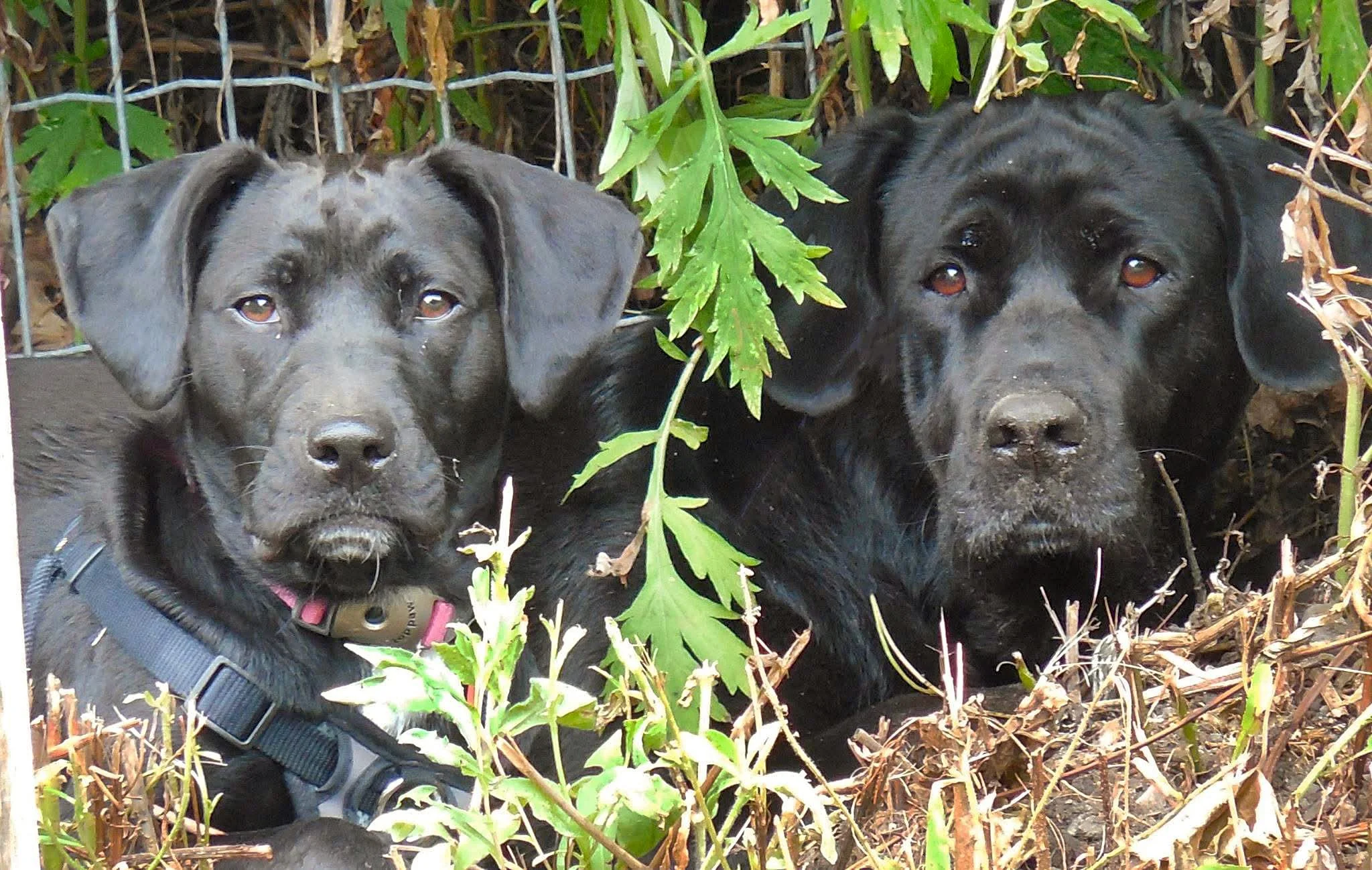 Two black dogs with brown eyes crouching among green leaves and dry brown branches in a natural outdoor setting.