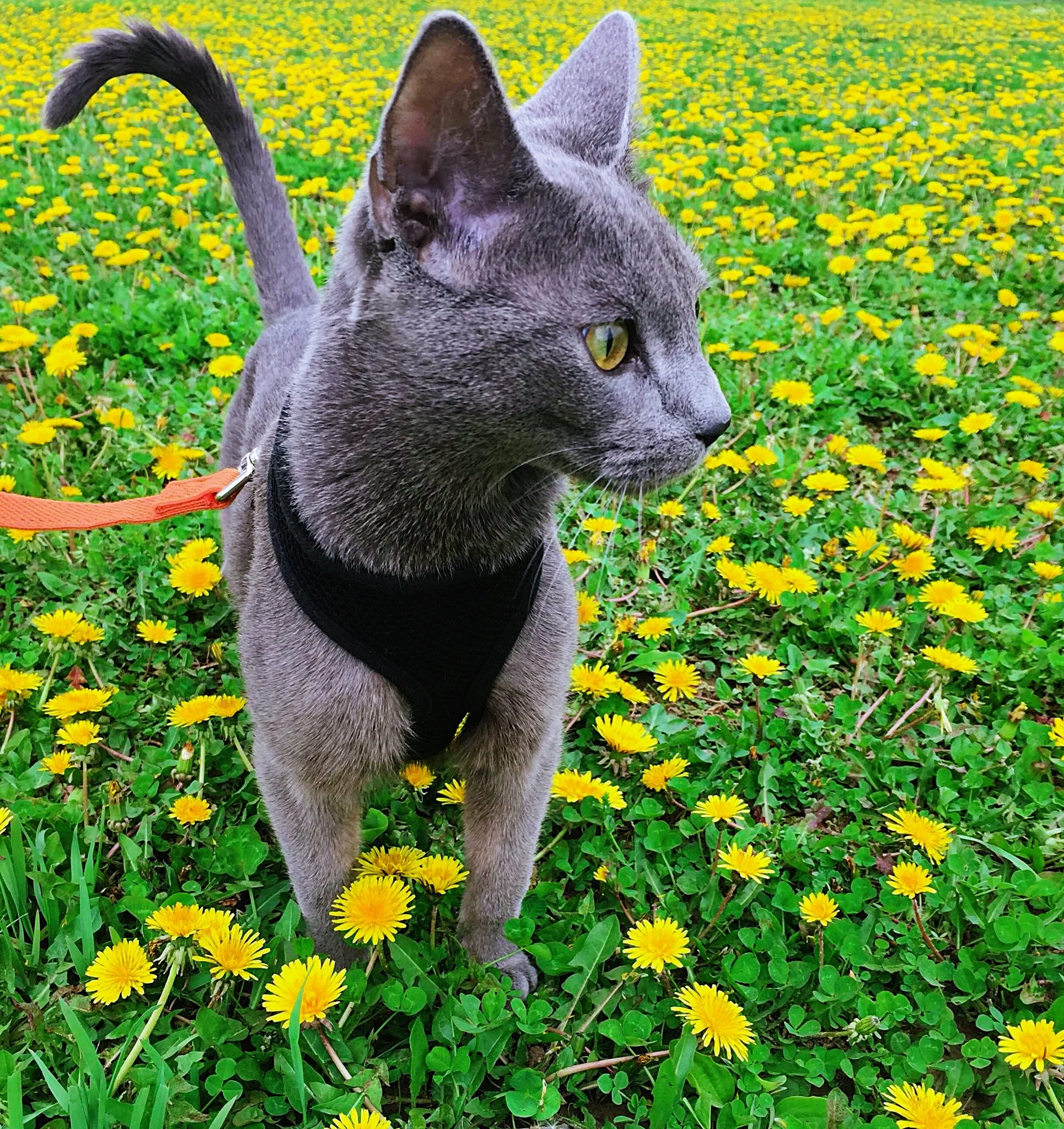 A gray cat wearing a black harness and orange leash sitting in a field of yellow flowers, looking to the right.