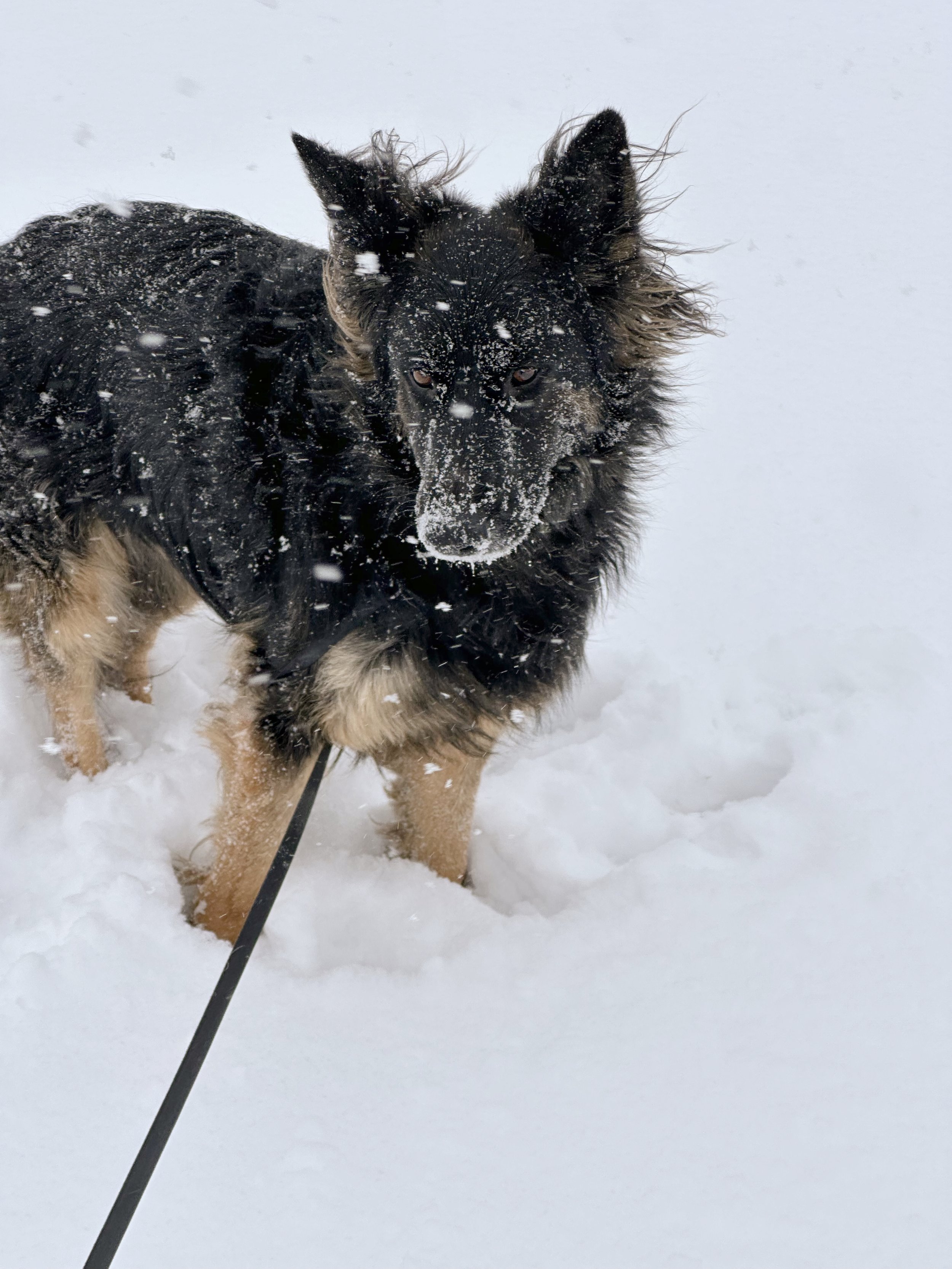 Black and tan German Shepherd dog standing in snow, snow on its face and fur, looking at the camera.
