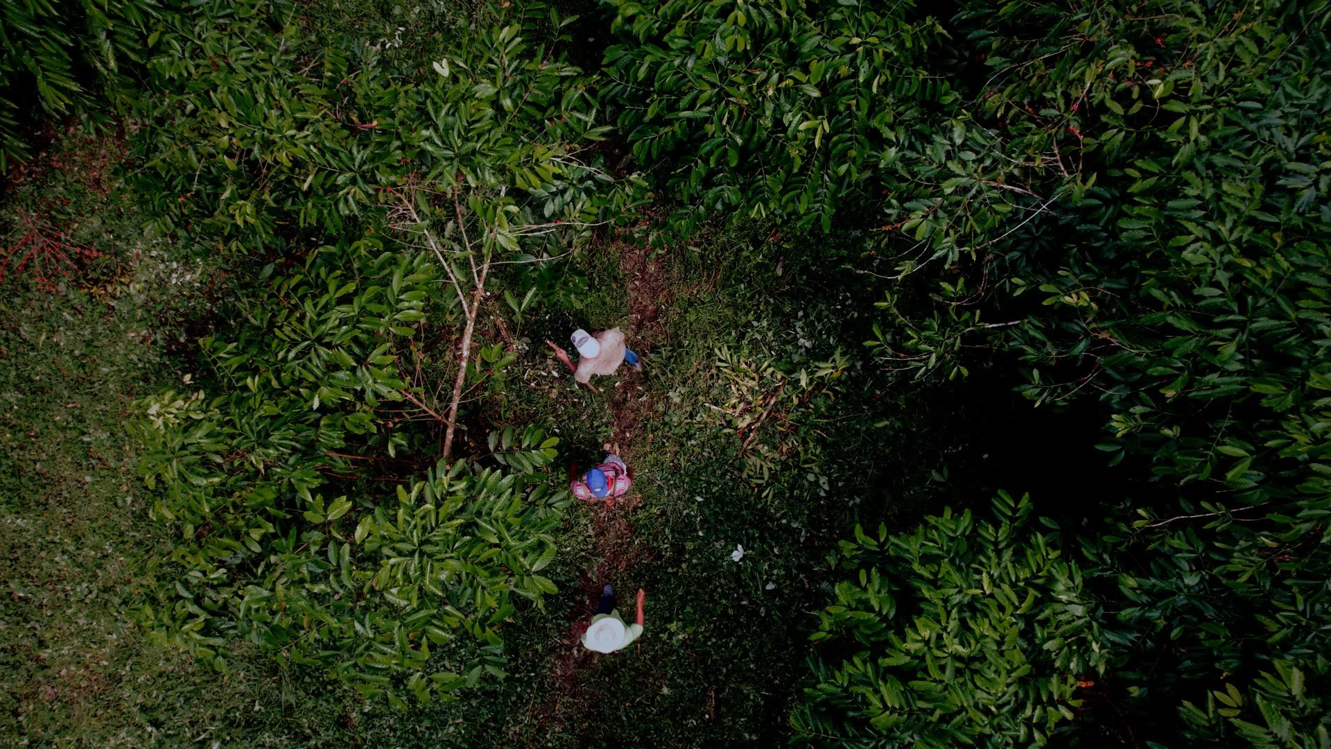 AWARA STILL 4.jpg
