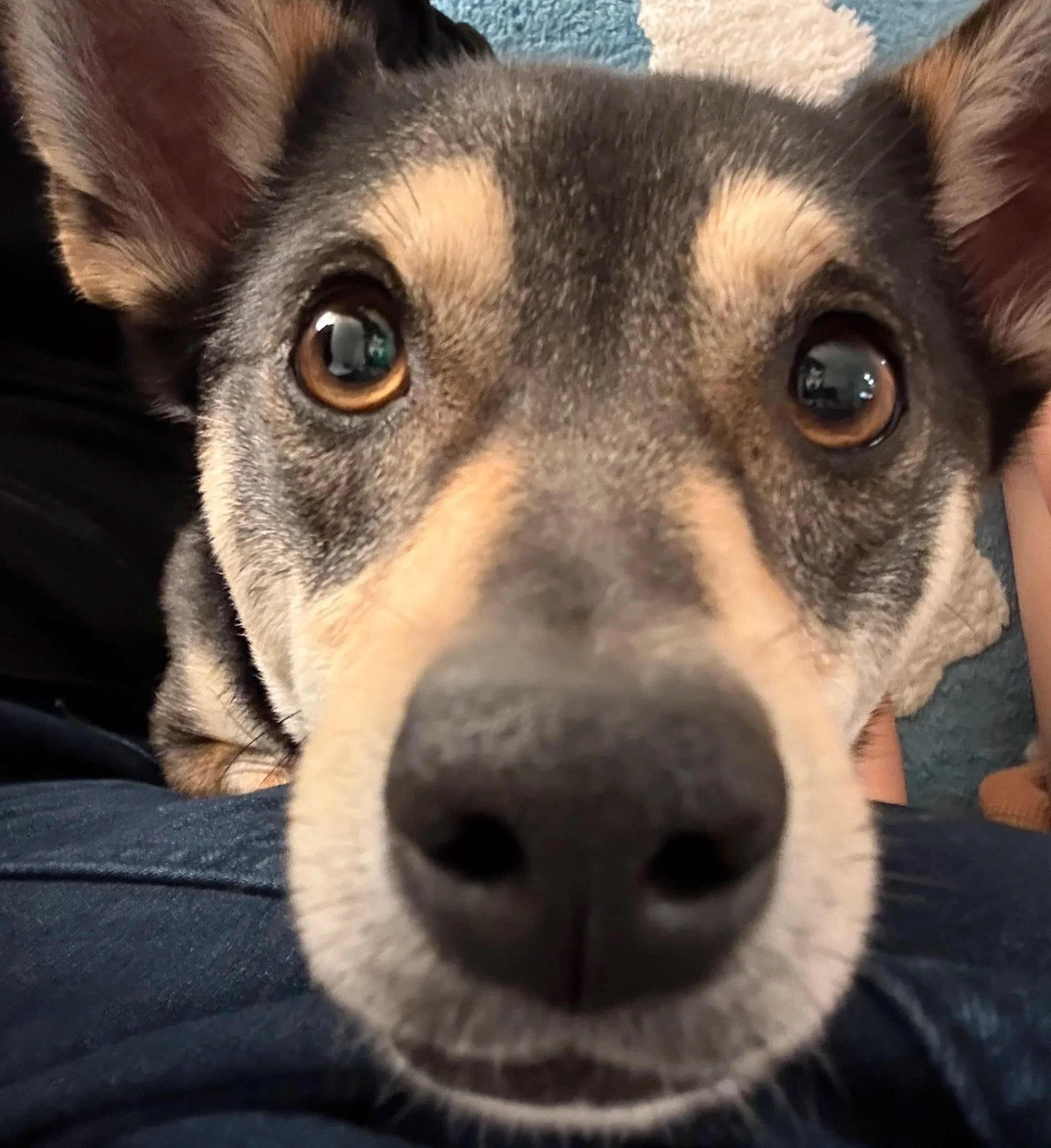 Close-up of a dog's face with brown eyes and gray and white fur, resting its chin on a person's leg.