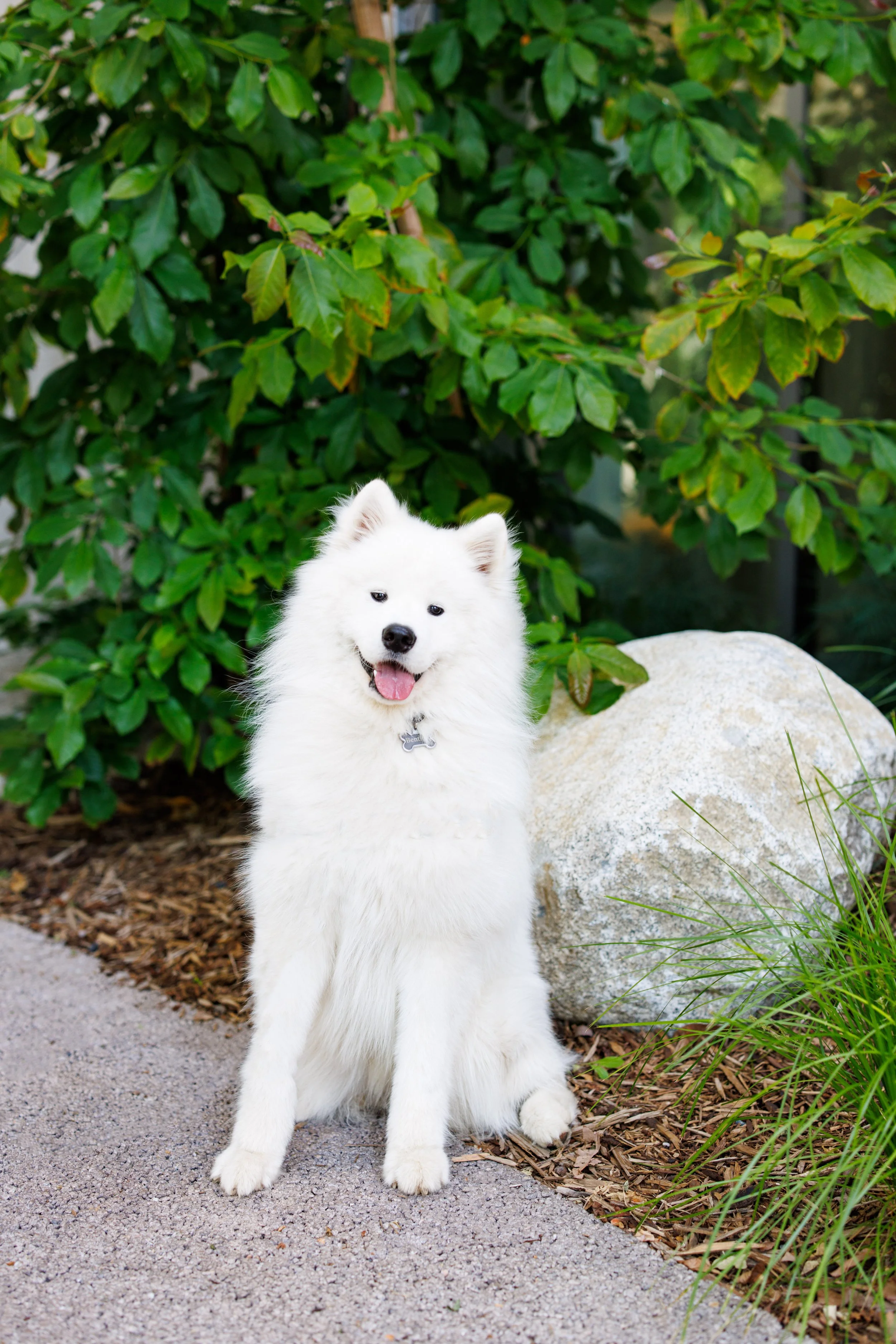 A white fluffy dog, possibly an American Eskimo or Samoyed, sitting on a garden path with green foliage and a large rock in the background.
