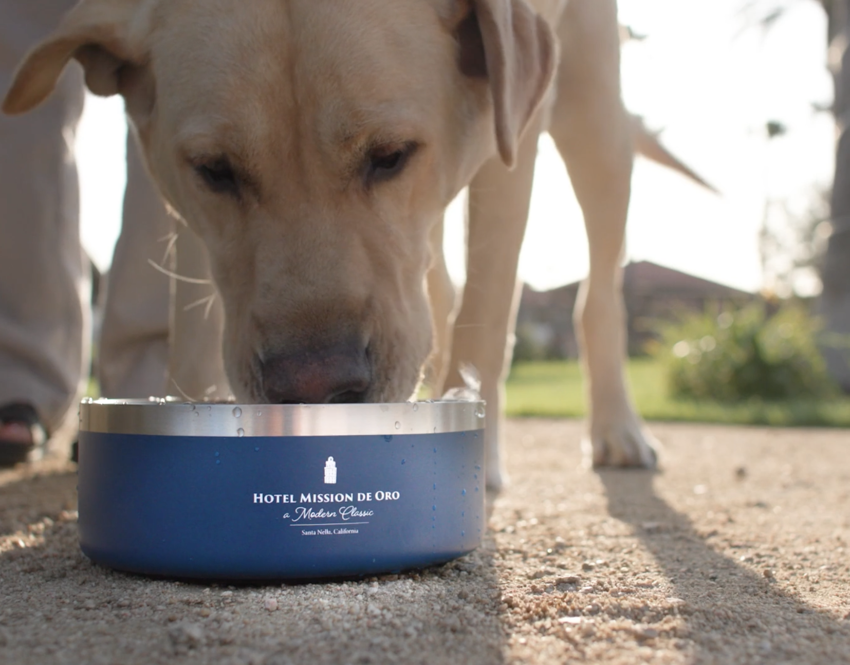 A tan dog eating from a blue bowl outdoors with a blurred background of trees and a building, on a sunny day.