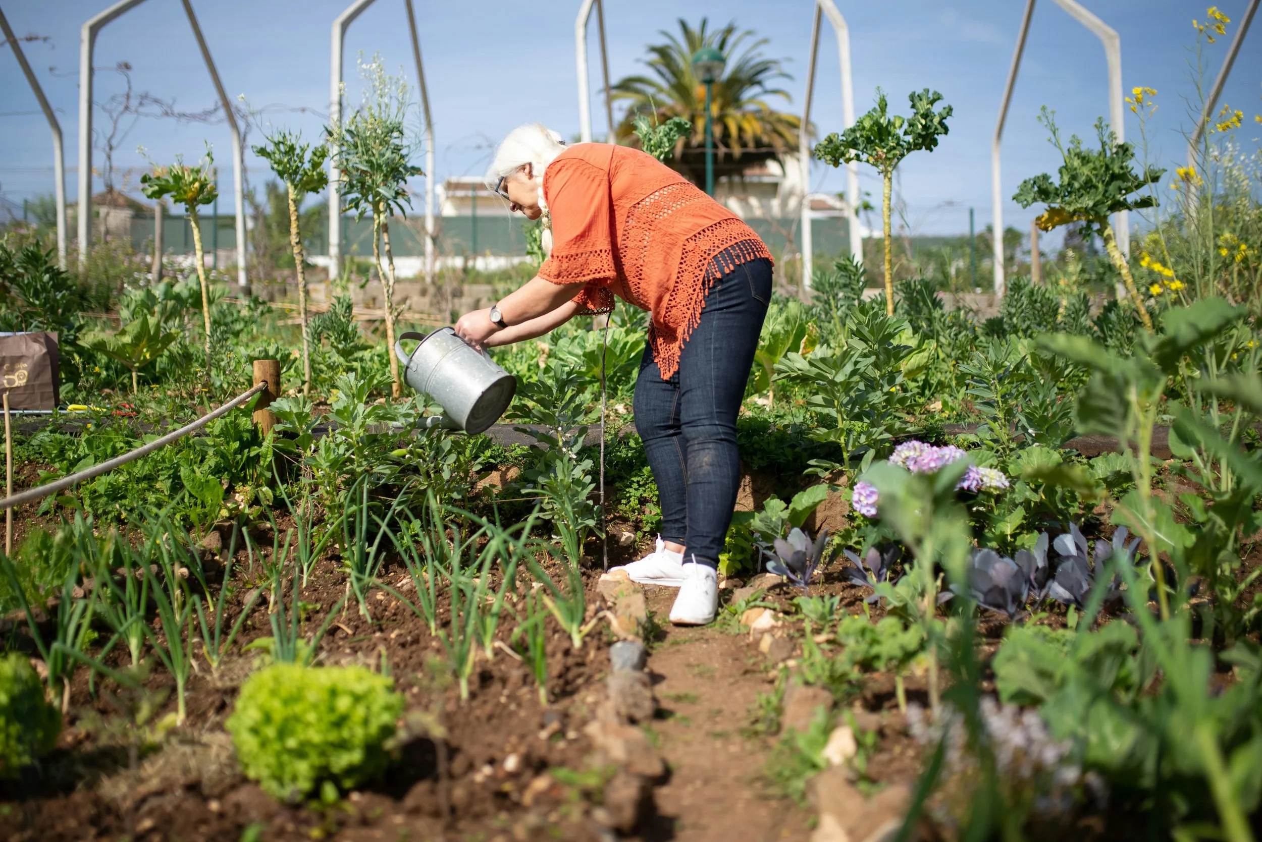 An elderly woman with white hair, glasses, and a watch is watering plants in a garden with a watering can.