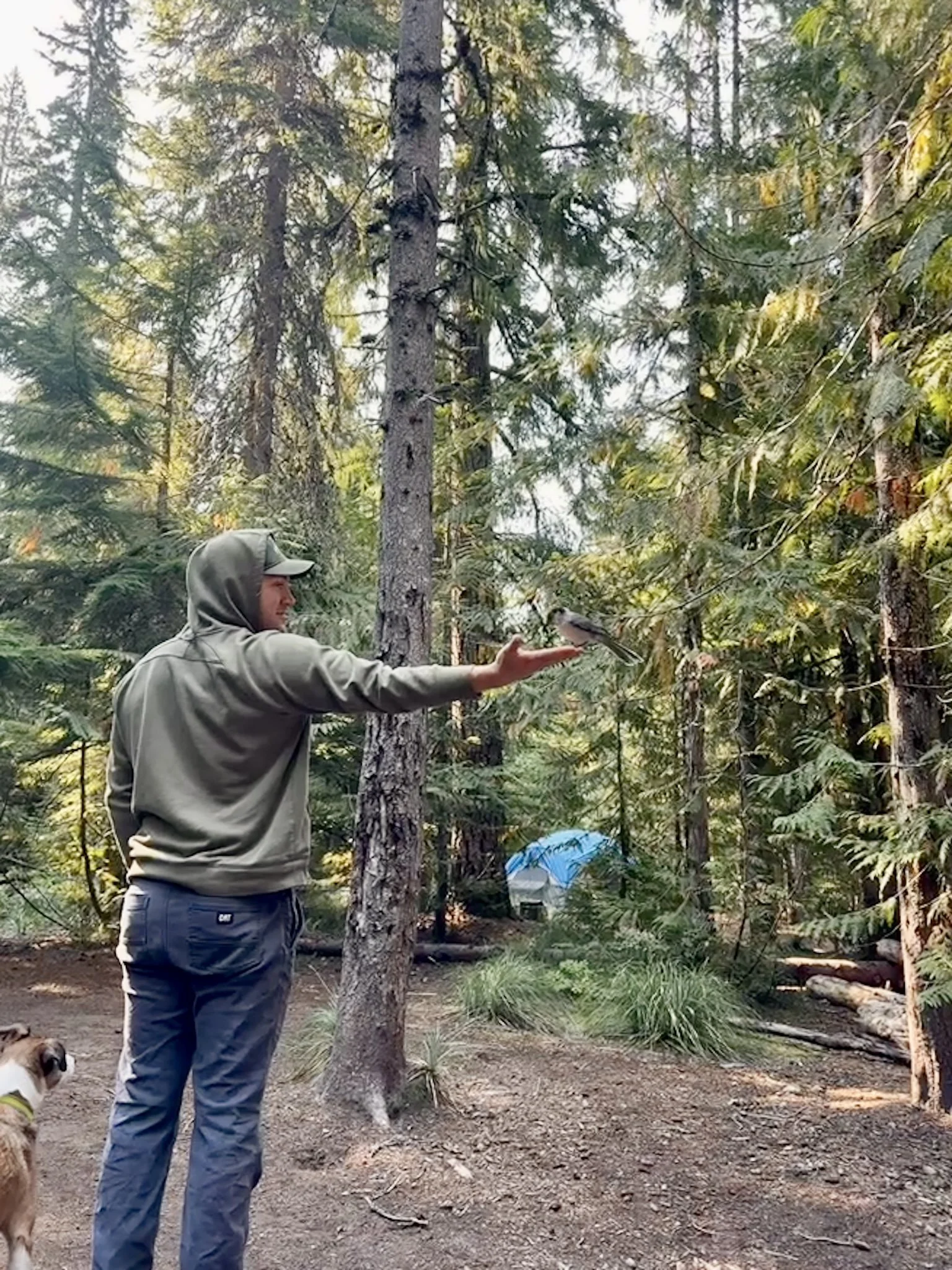 The owner in a green hoodie and blue pants is visited by a bird in a forest with tall trees and green foliage. A dog is visible in the lower left corner.