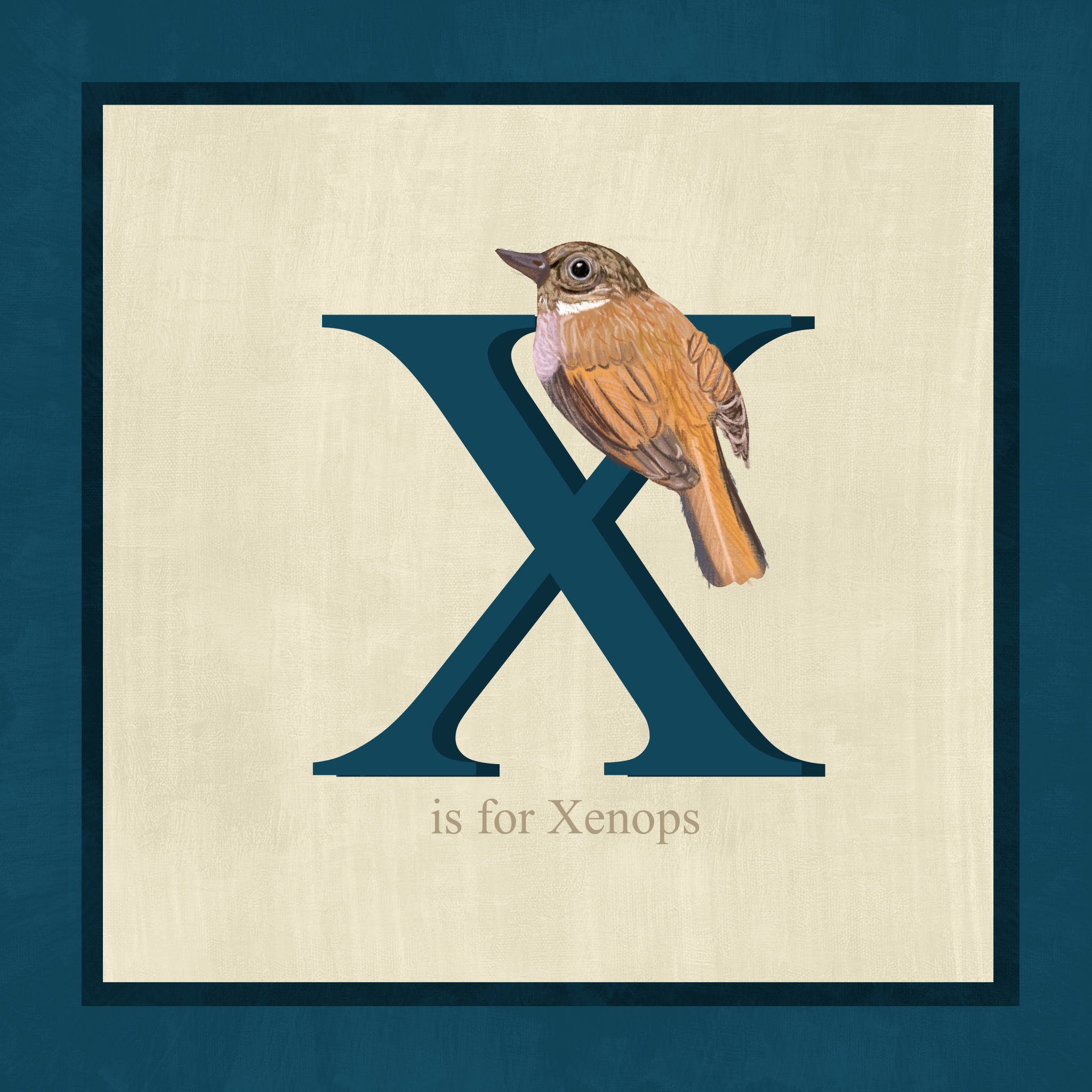 xenops.png