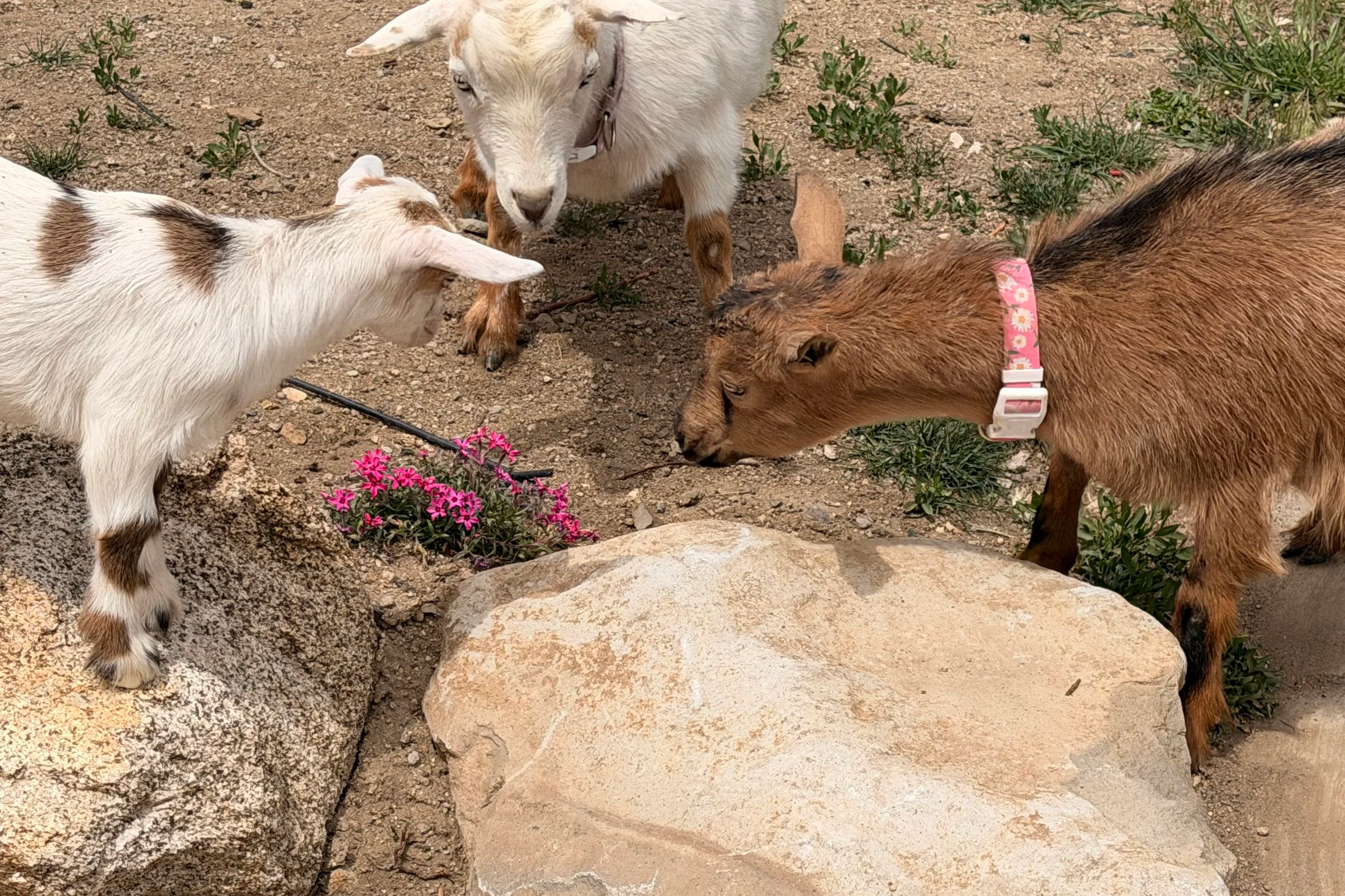 Three young goats, two white with brown markings and one brown with a pink collar, are interacting on rocky ground with some green plants and pink flowers nearby.