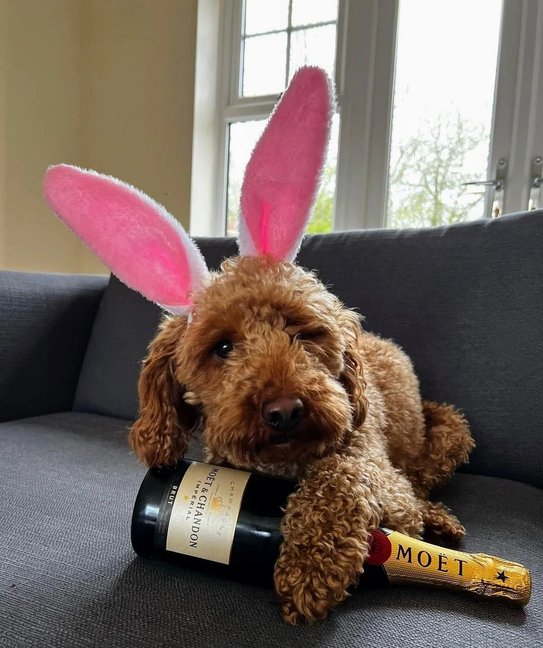 A dog wearing pink bunny ears laying on a couch with one paw on a bottle of Moët & Chandon champagne and the other paw holding the champagne bottle.