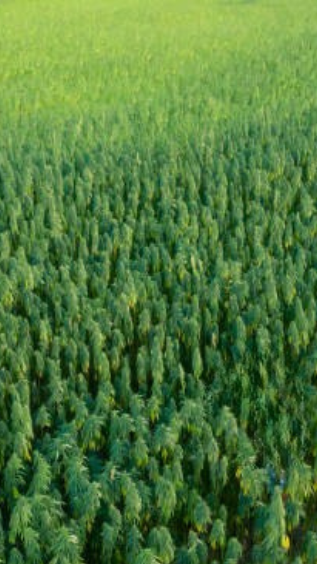 An expansive green field of crops, likely corn, viewed from above.