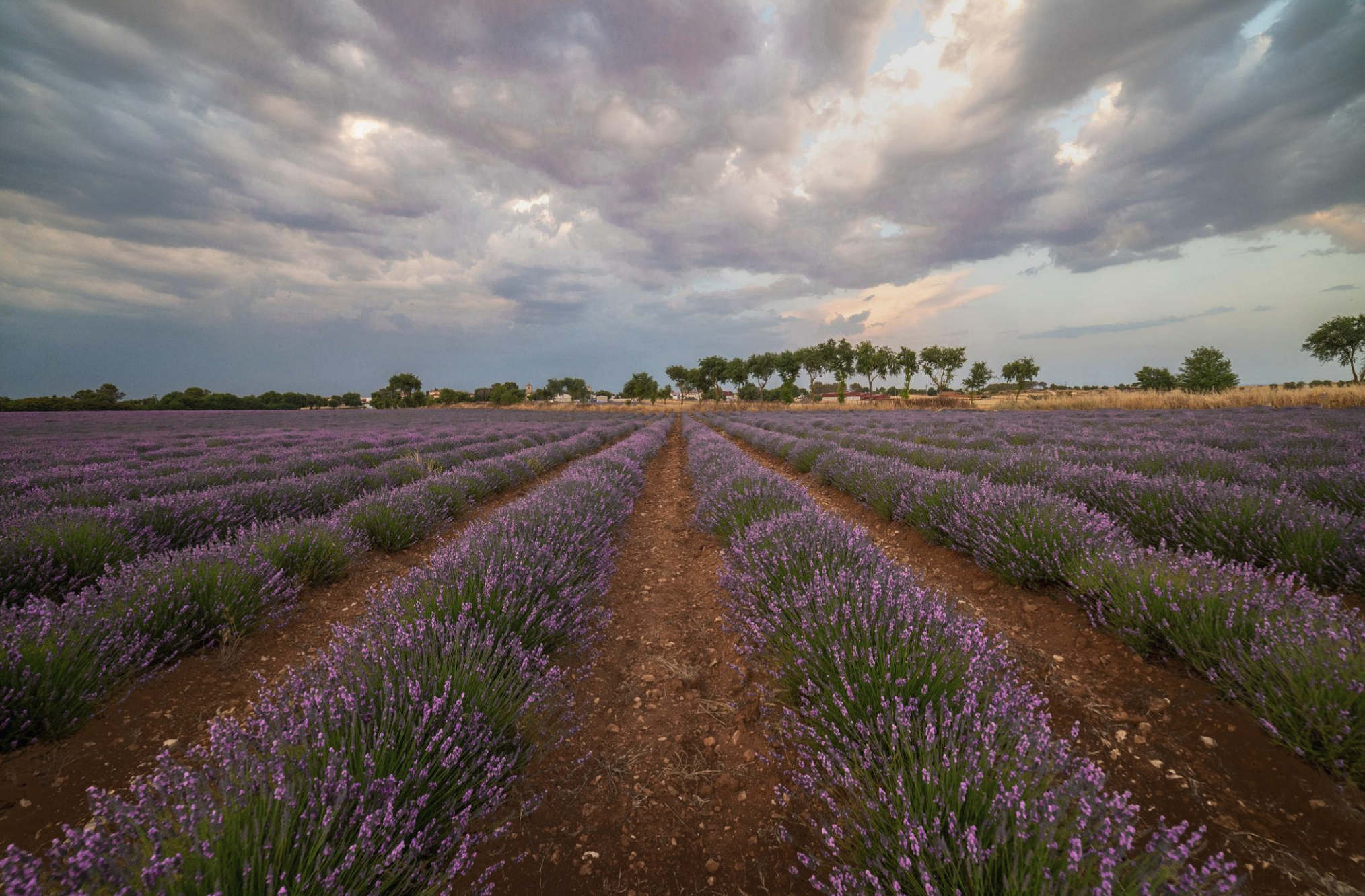 A vast field of blooming lavender plants with rows of purple flowers, a cloudy sky overhead, and trees and buildings in the distance.