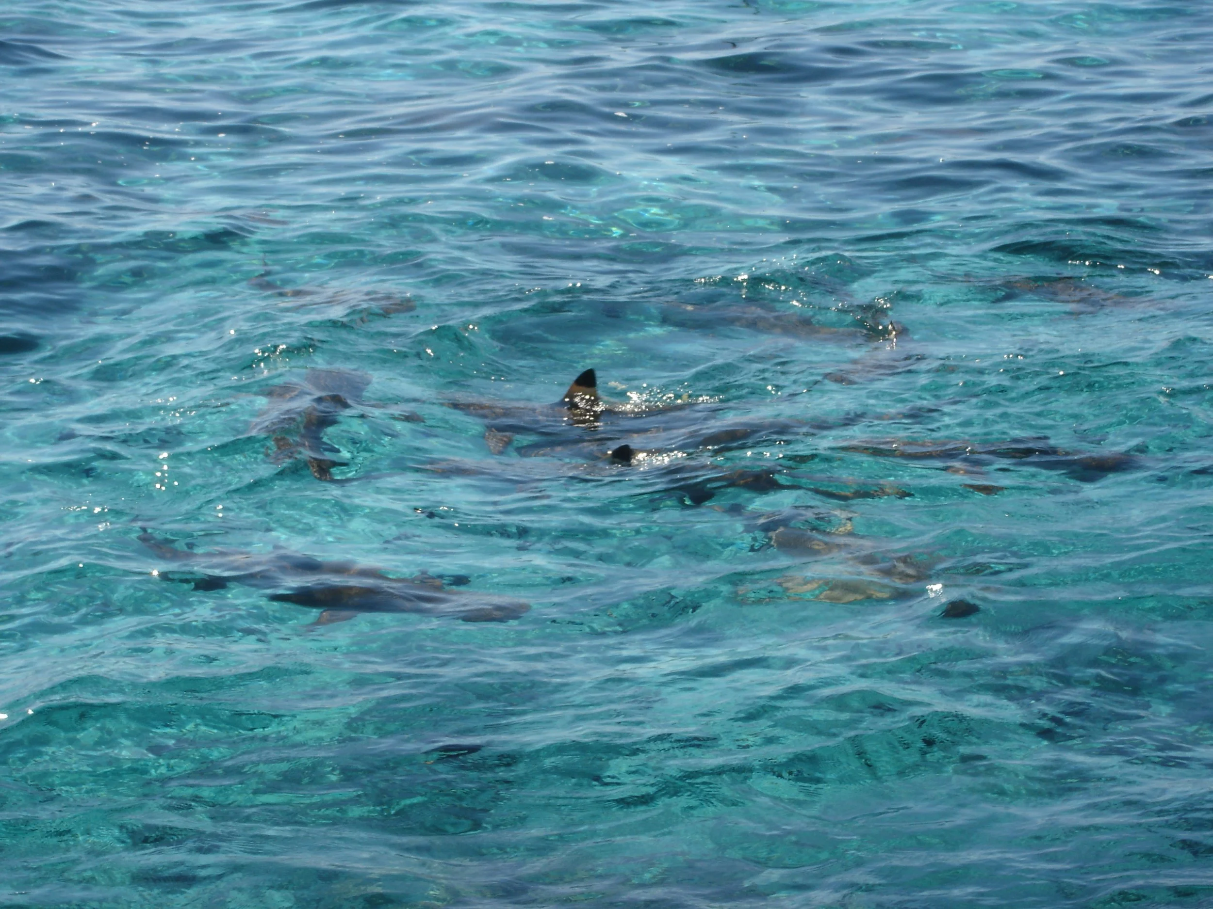 Moorea - Black-tipped Reef Sharks