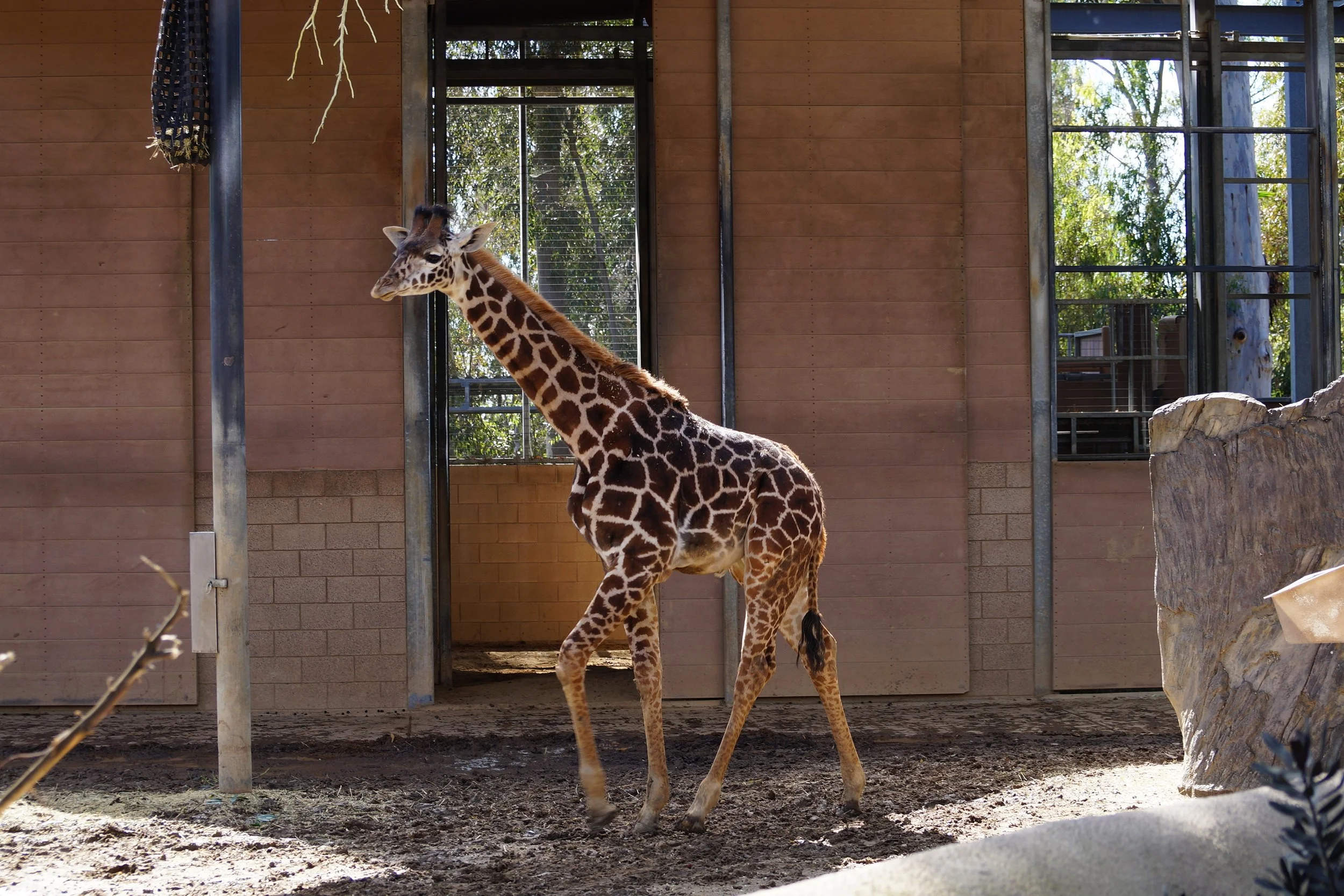 San Diego Zoo: Giraffe