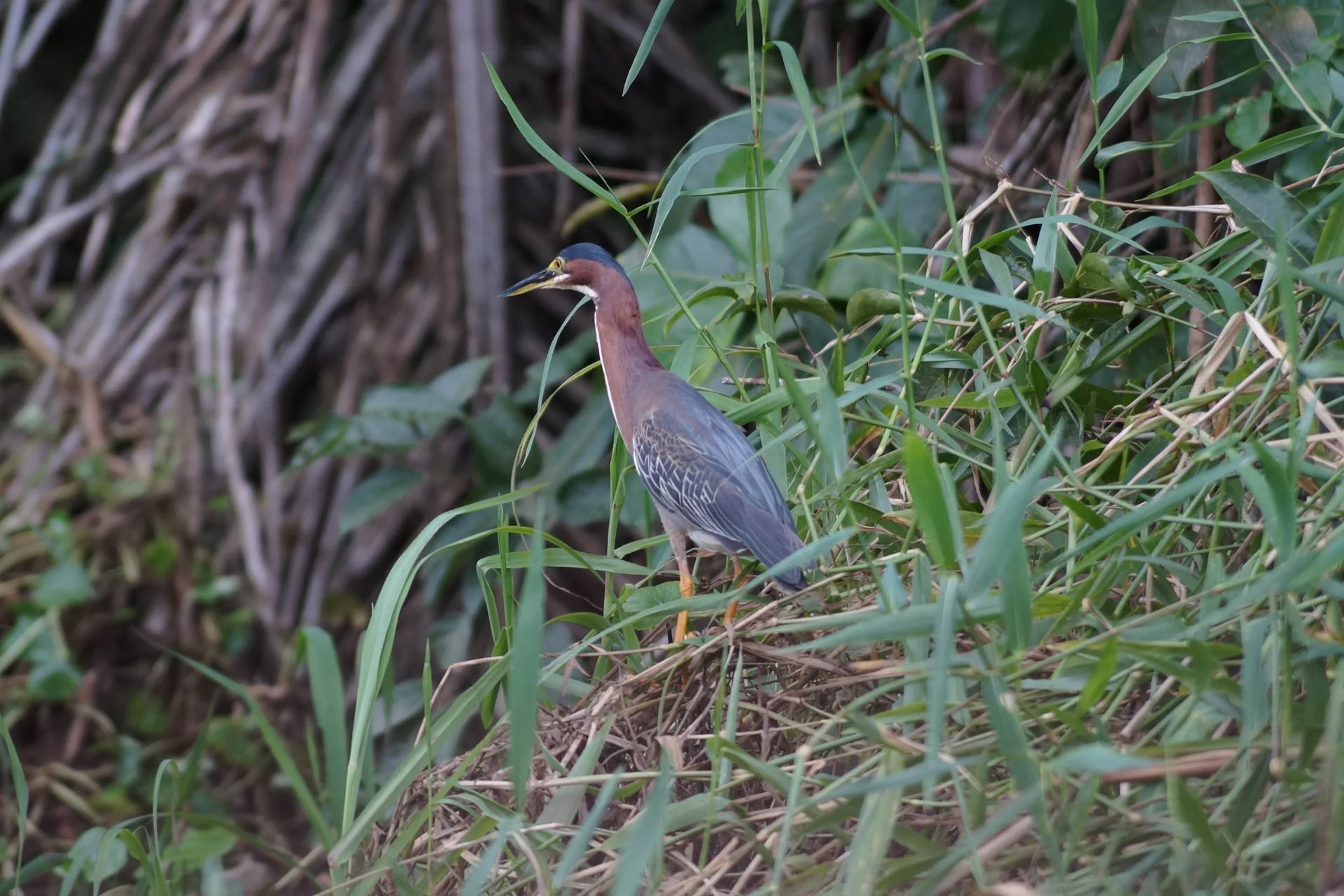 Mawamba Lodge - Tiger Heron at Tortuguero National Park